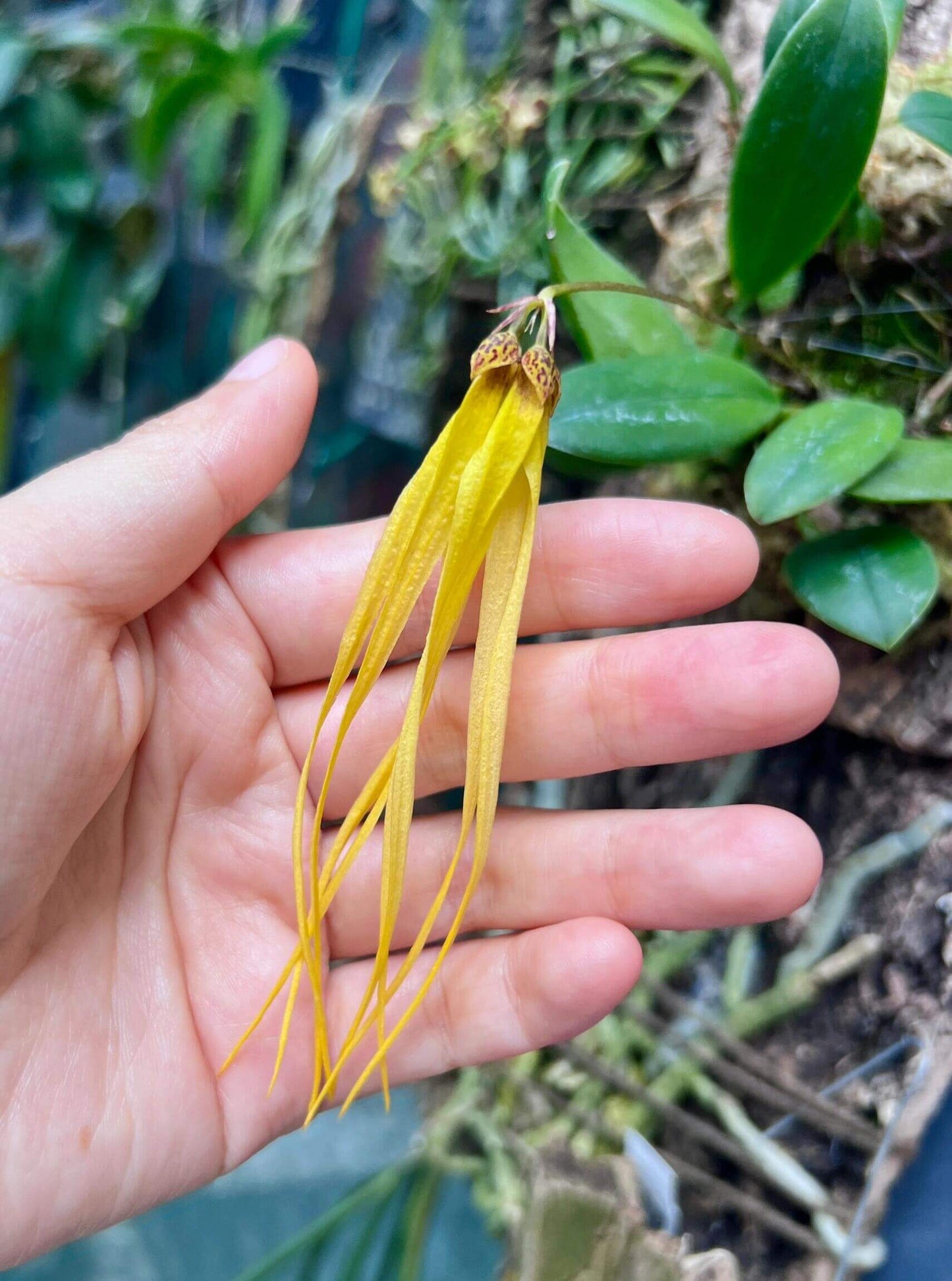 Bulbophyllum thiurum is a rare miniature epiphytic orchid native to lowland swamps in Johor, Malaysia. First described in 2005 by botanists Jaap J. Vermeulen and Peter O’Byrne, it belongs to the Bulbophyllum sect. Plumata, which includes species like Bulbophyllum plumatum and Bulbophyllum mirum.