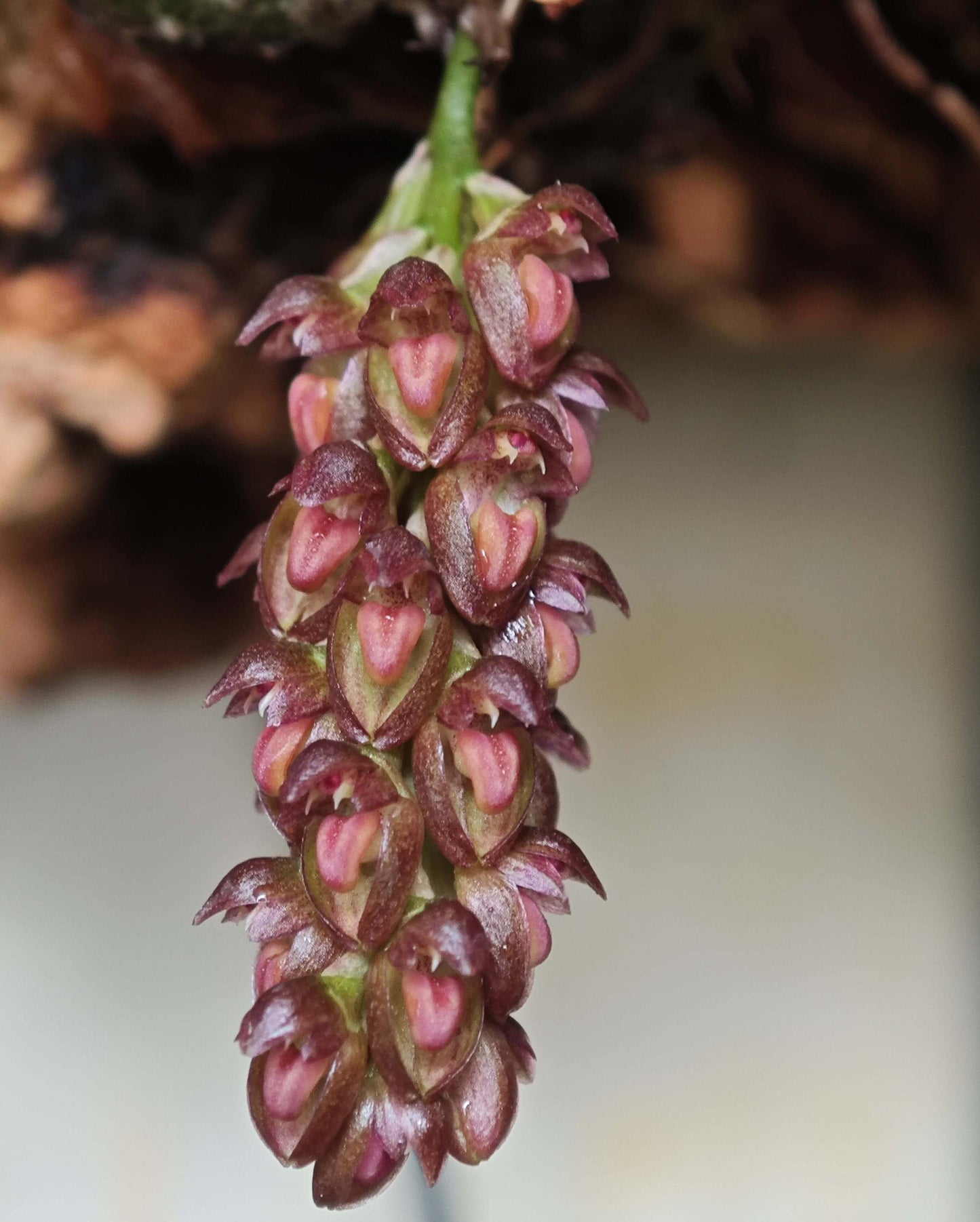 Bulbophyllum triste is a distinctive miniature orchid species native to the subtropical montane forests of Southeast Asia. Belonging to the Bulbophyllum genus, it is renowned for its unique floral morphology and adaptability to various growing conditions.