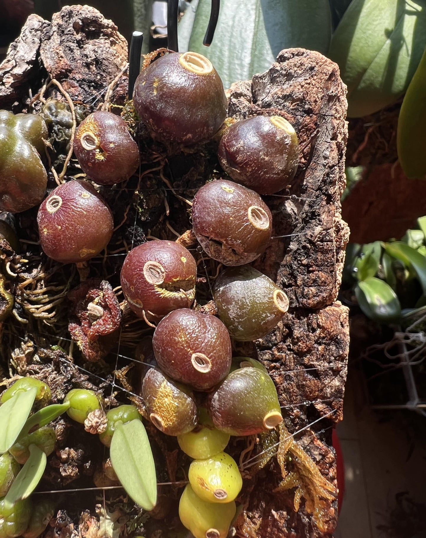 Bulbophyllum triste is a distinctive miniature orchid species native to the subtropical montane forests of Southeast Asia. Belonging to the Bulbophyllum genus, it is renowned for its unique floral morphology and adaptability to various growing conditions.