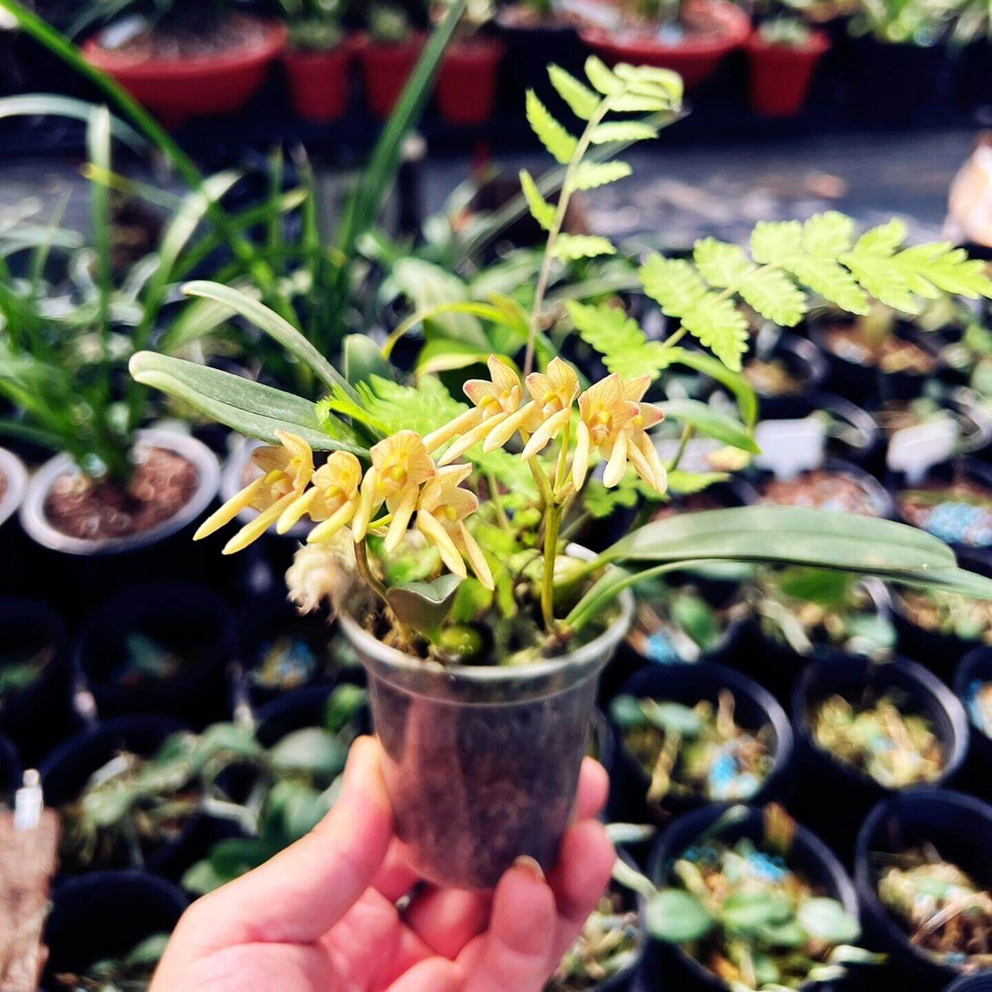 Bulbophyllum umbellatum is found throughout tropical South and Southeast Asia, including the western and eastern Himalayas, Assam (India), Nepal, Bhutan, Myanmar, Thailand, southern China, Vietnam, and Taiwan.