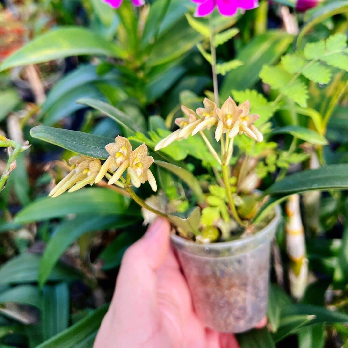 Bulbophyllum umbellatum is found throughout tropical South and Southeast Asia, including the western and eastern Himalayas, Assam (India), Nepal, Bhutan, Myanmar, Thailand, southern China, Vietnam, and Taiwan.