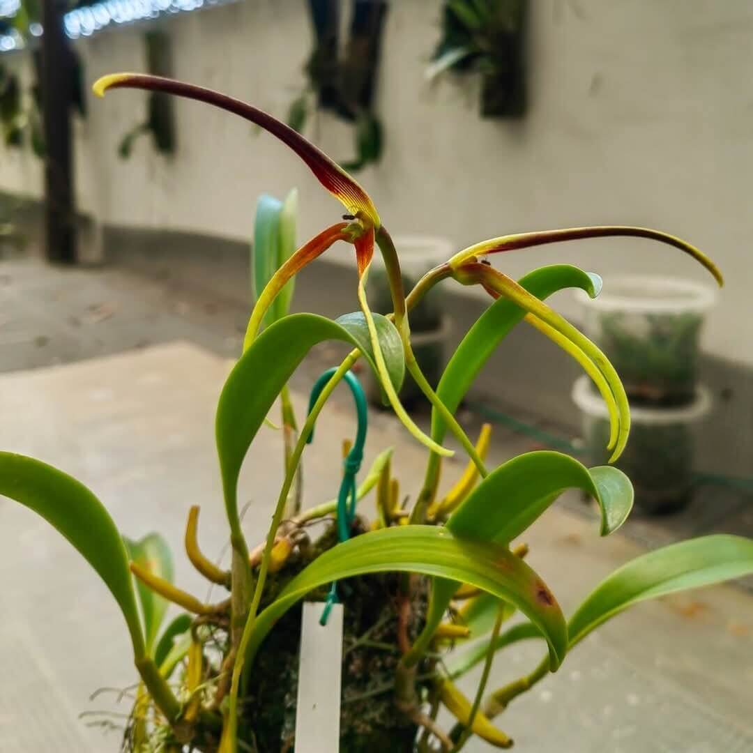 Bulbophyllum unitubum is a small epiphytic orchid species described by J.J. Smith in 1929. It belongs to the section Hyalosema and is native to Indonesia, Papua New Guinea, and Borneo, typically growing at elevations of 160–500 m on the lower trunks of large trees in rainforest margins and semi-deciduous forests.