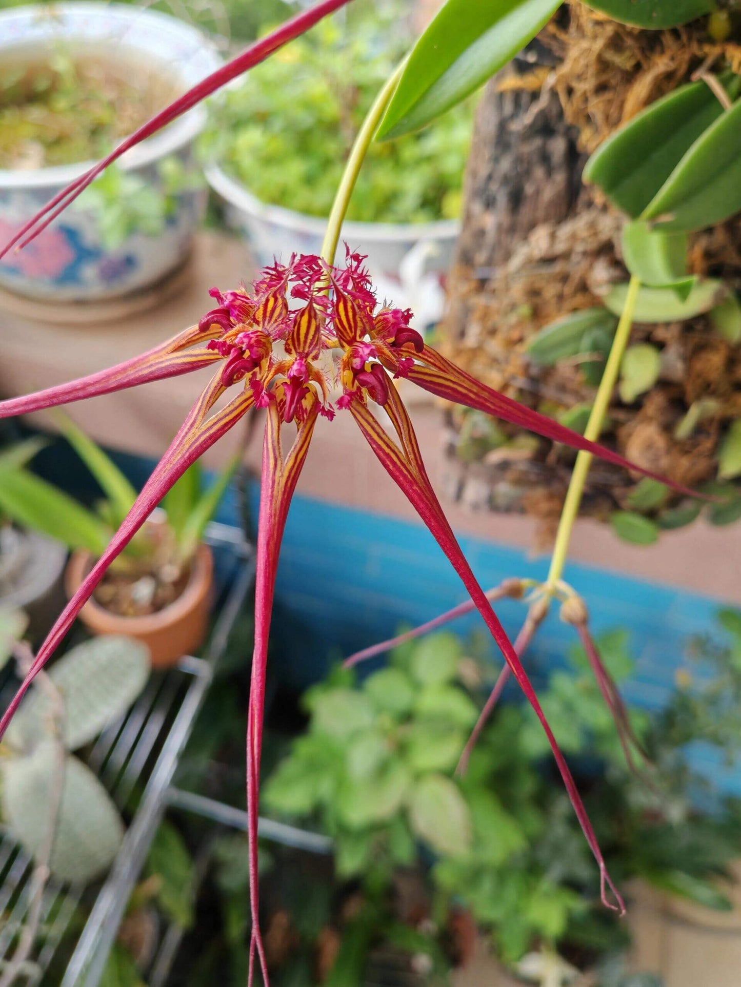 Bulbophyllum wendlandianum is found in parts of Myanmar, Laos, and Thailand, typically growing epiphytically or lithophytically in warm- to cool-growing montane forests at elevations between 200 and 1,800 meters.