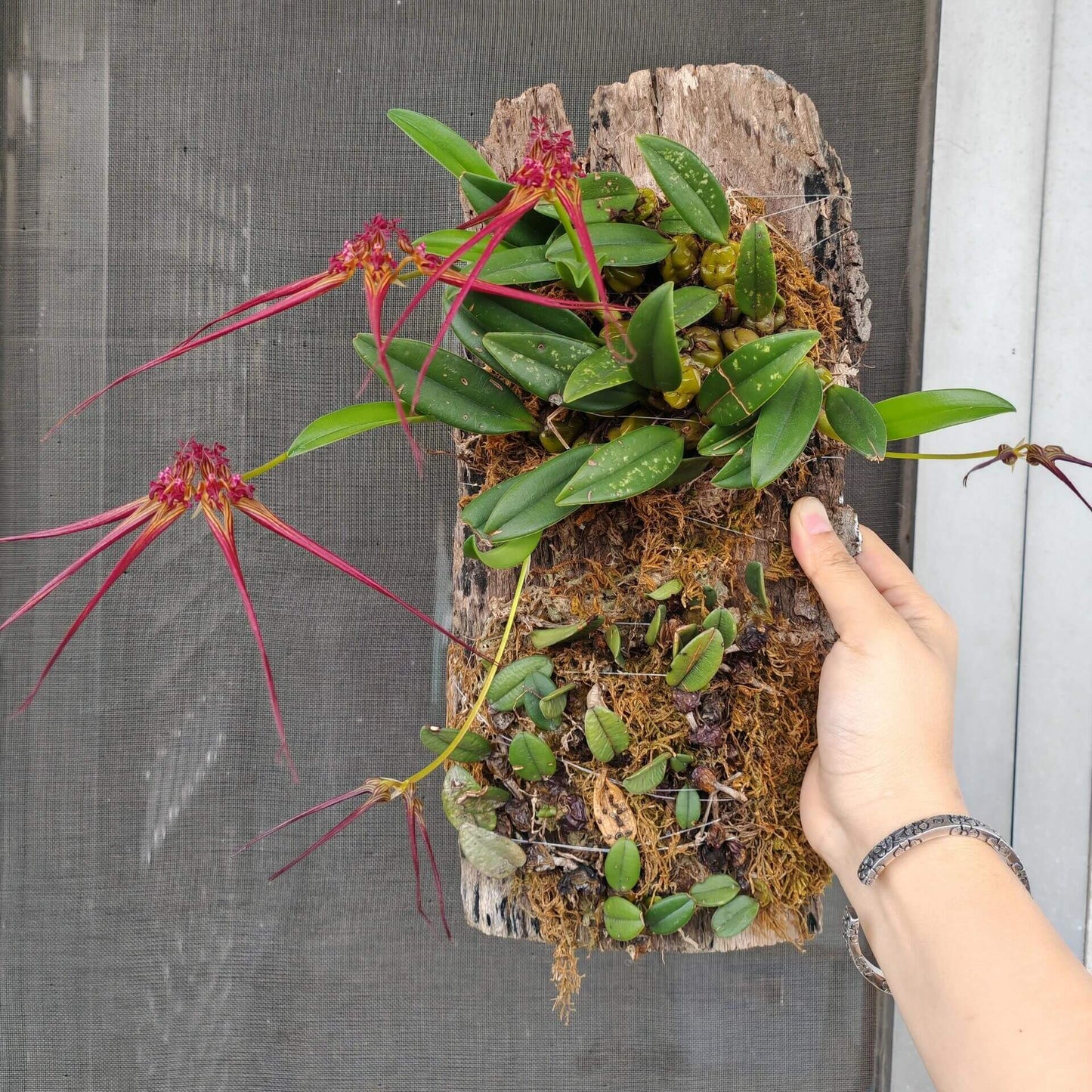 Bulbophyllum wendlandianum is found in parts of Myanmar, Laos, and Thailand, typically growing epiphytically or lithophytically in warm- to cool-growing montane forests at elevations between 200 and 1,800 meters.