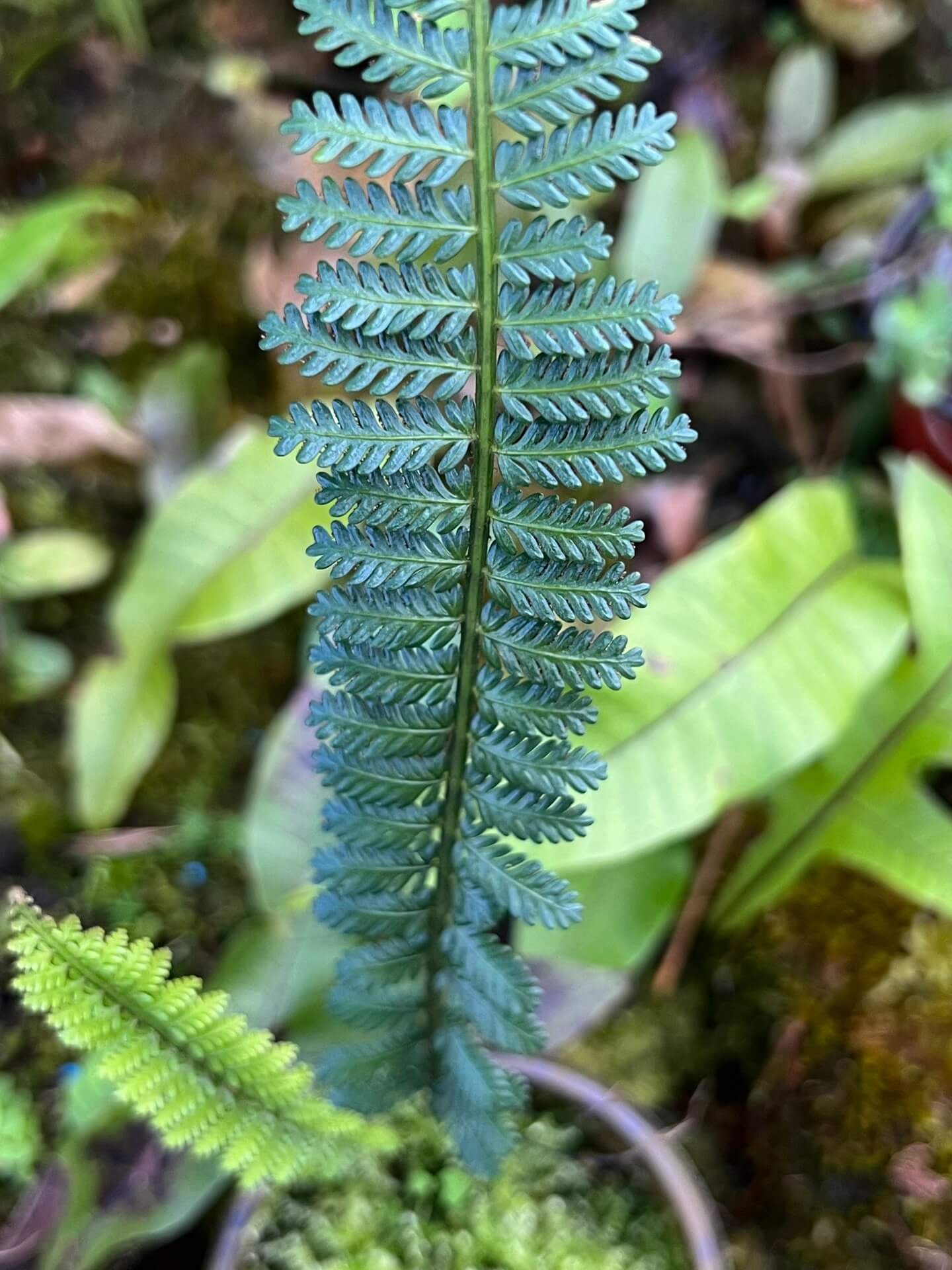 Asplenium sampsonii is a lithophytic fern native to southern China and northern Vietnam. It typically grows on moss-covered rocks and tree trunks in shaded, humid environments, making it well-suited for terrariums and indoor plant collections.