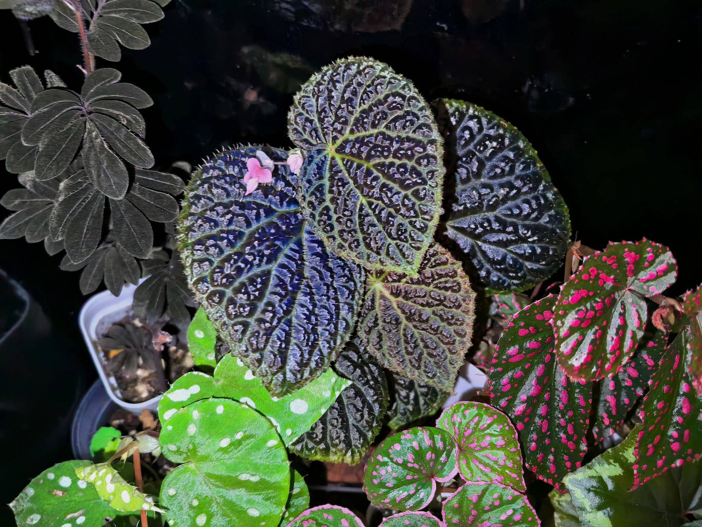 Begonia Black Mountain is a captivating begonia cultivar known for its unique, deeply textured leaves and bold color contrasts. This stunning hybrid, believed to be a cross between Begonia dracopelta and Begonia baik, features dramatic, dark foliage that transitions from deep green to nearly black, making it a striking addition to any indoor garden or plant collection. The plant’s bushy growth habit further enhances its visual appeal, creating a bold and beautiful focal point.