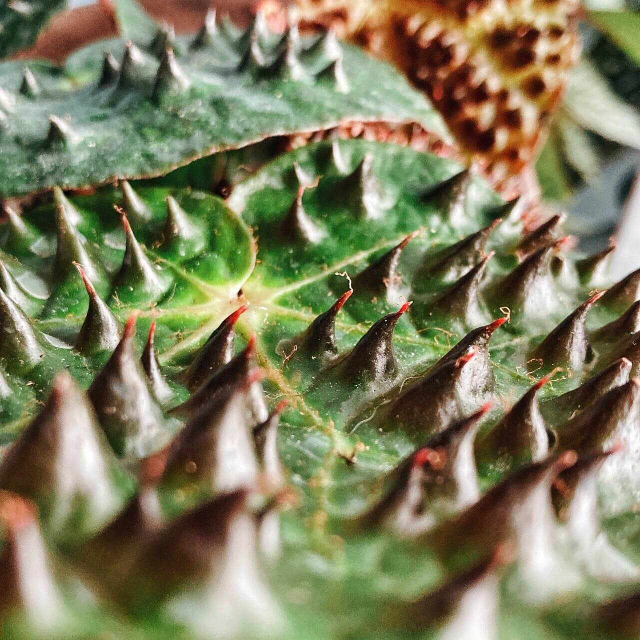 Begonia ferox, commonly known as the "Troll Begonia" or "Fierce Begonia," is a captivating species native to the limestone regions of Guangxi, China. It is renowned for its striking dark green leaves adorned with raised, blackish-brown conical structures called bullae, which give it a dramatic, spiky appearance. These bullae, though sharp in appearance, are actually soft to the touch.