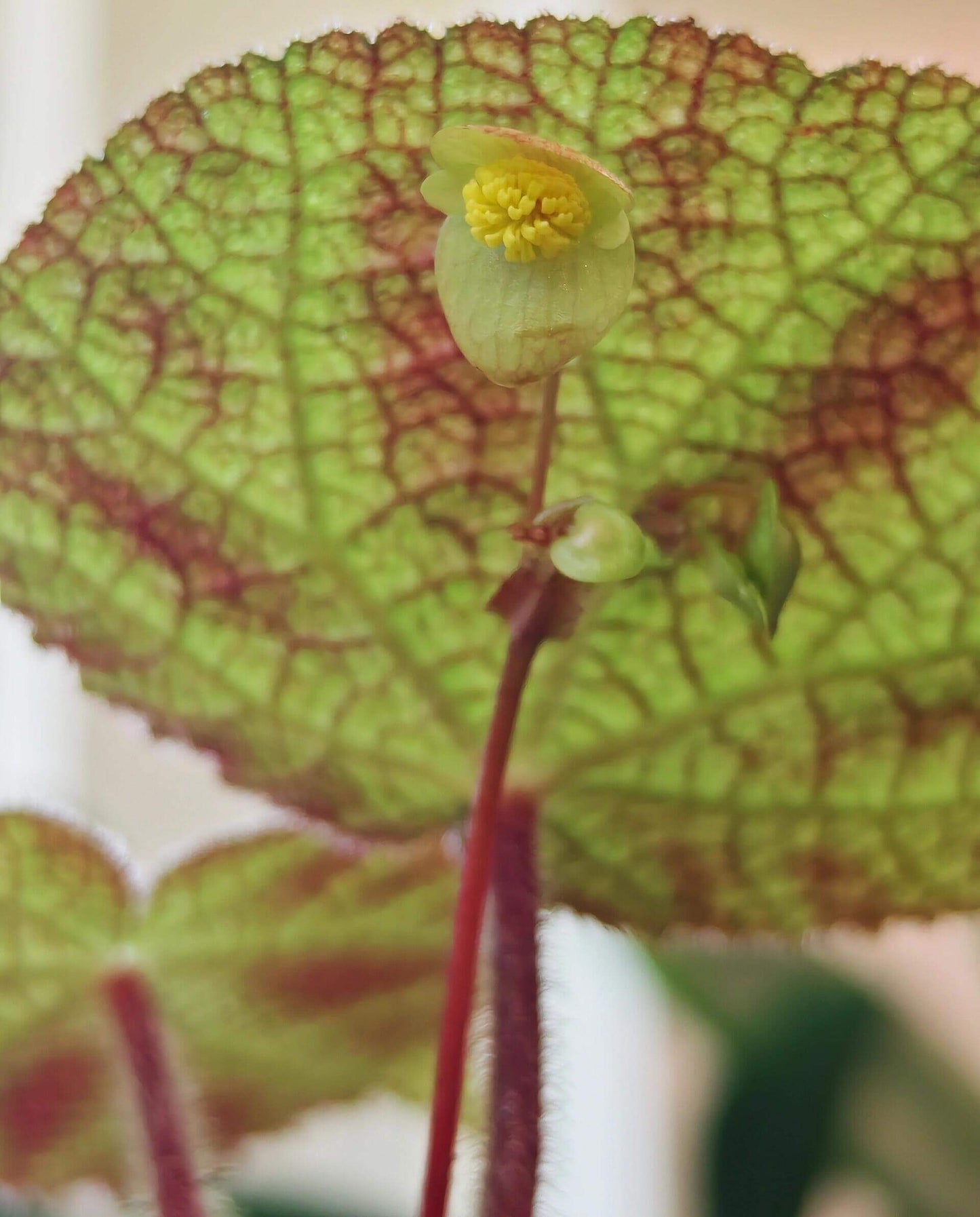 Begonia larvata, native to the mountainous regions of Guangxi, China, is a stunning begonia species known for its heart-shaped leaves and unique leaf patterns. The leaves feature green veins surrounded by silver-white outlines, creating a beautiful contrast. Additionally, the surface of the leaves is dotted with brown speckles, adding texture and visual interest, while the edges are softly covered in fine fuzz.
