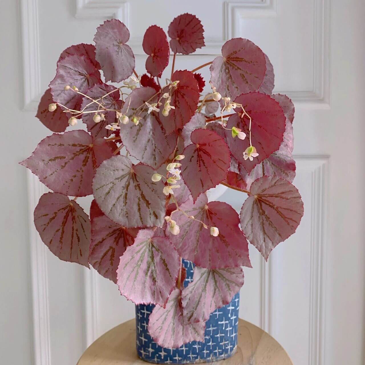 Begonia U192, also known as Martin's Mystery, is a rare and captivating rhizomatous begonia species. Native to the Philippines, it was introduced to cultivation by plant enthusiast Martin Johnson. Known for its stunning metallic rose-pink leaves and striking dark red undersides, this begonia adds a touch of elegance to any indoor space. Its unique appearance makes it a must-have for serious plant collectors.