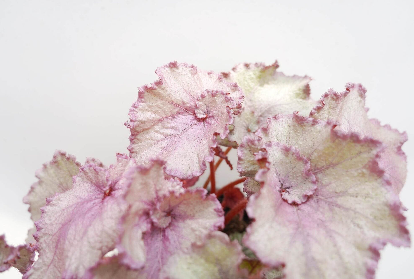 Begonia ‘Jelly Bean’ is a striking foliage begonia prized for its soft silver-pink coloration. The leaf center and margins are flushed with gentle pink tones, while the mid-section is overlaid with a luminous silvery sheen, creating a smooth, candy-like gradient. Delicate, radiating veins subtly emerge through the silver surface, giving the leaves depth and an elegant, almost pearlescent appearance.