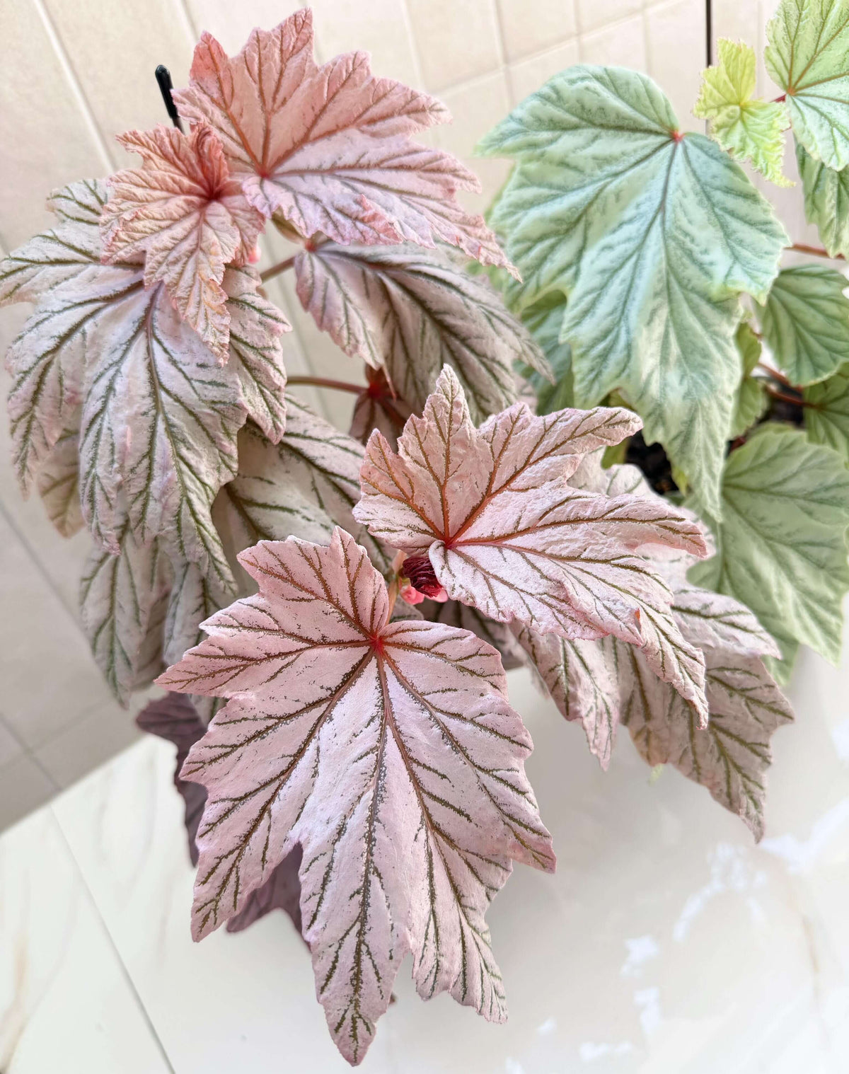 Begonia ‘Lamoon’ is a distinctive cane-type hybrid selected from a cross of Begonia aconitifolia × Begonia U062 and is recognized for its unusual foliage coloration. The leaves can display shimmering silver, soft rose-pink, and burgundy tones, with color intensity varying according to light, temperature, and growing conditions. Its upright, cane-like growth habit and luminous foliage make it an appealing choice for collectors of unusual begonias.