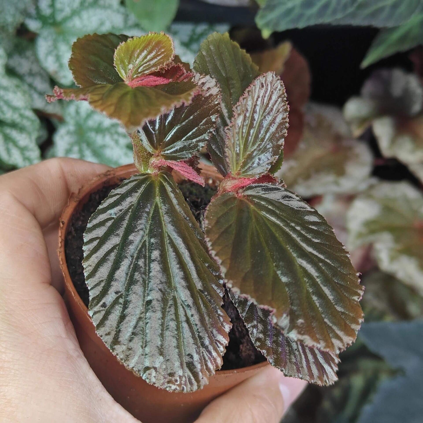 Begonia crockerensis is a rare and captivating begonia species native to the Crocker Range in Sabah, Malaysia. Known for its striking foliage and unique characteristics, this begonia variety is perfect for plant enthusiasts looking to add a touch of the exotic to their collection. With its dense reddish-brown glandular hairs and dark green leaves, it makes a beautiful addition to any indoor garden or terrarium.