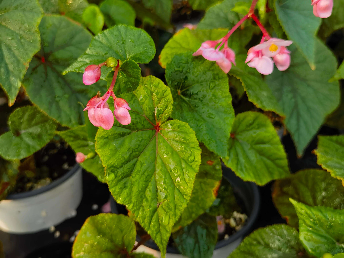 Begonia grandis subsp. sinensis is a hardy perennial herb native to China, known for its stunning foliage and beautiful flowers. It thrives in shady, humid environments, making it an ideal choice for gardens and indoor spaces. This variety is commonly found in the wild, growing in forests, valleys, and rocky areas at altitudes ranging from 300m to 2900m.