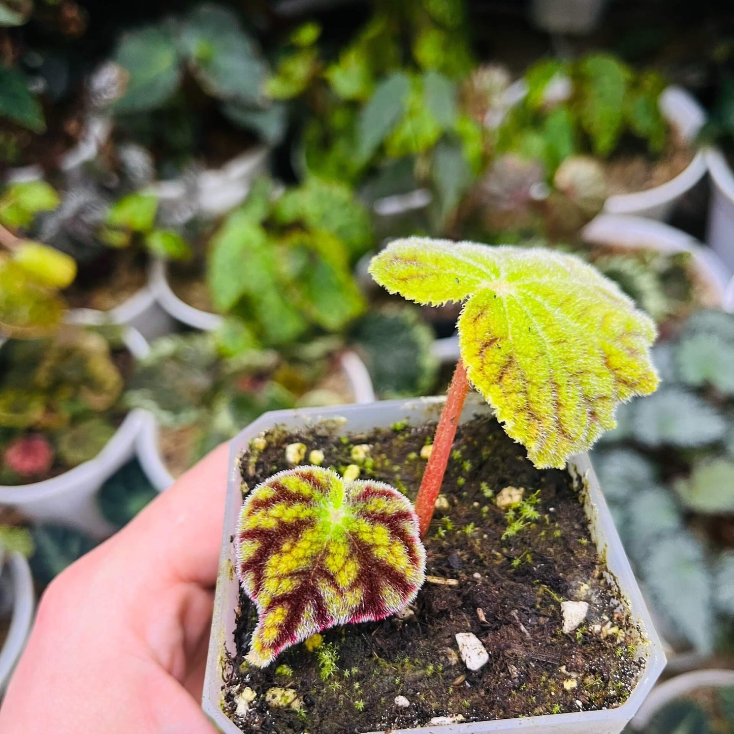 Begonia poilanei is a stunning begonia species from the Diploclinium section, first described by Ruth Kiew in 2007. Native to Vietnam and recorded in Laos, this begonia is a rare find with unique foliage and specific care requirements. Its beautiful leaves and preference for high humidity make it an ideal choice for collectors looking to grow a distinctive and exotic plant.
