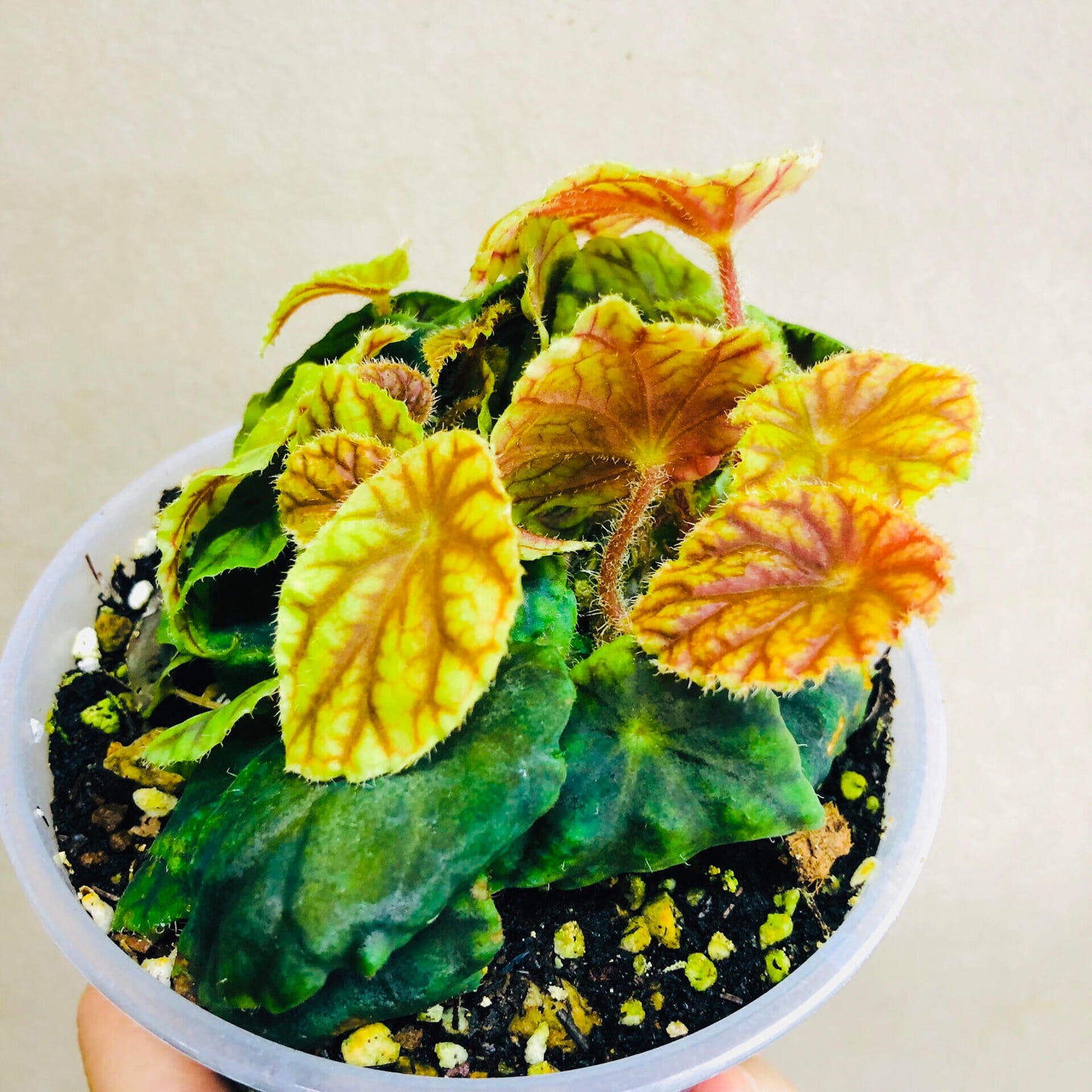 A rare begonia native to the Nimba Mountains of West Africa, including Guinea, Ivory Coast, and Liberia. This striking subspecies is prized for its vibrant foliage with red veins and its suitability for indoor gardens and terrariums.