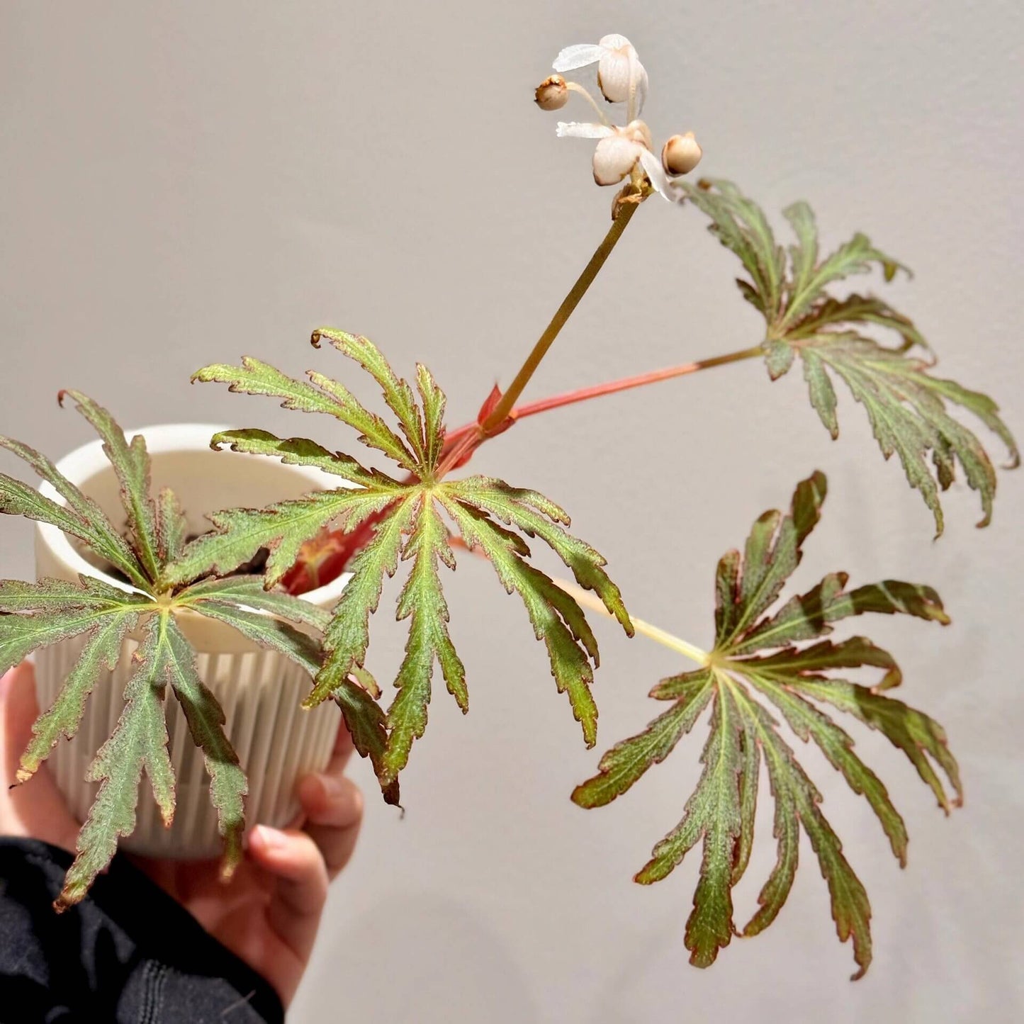Begonia scorpiuroloba is a recently described species native to the limestone karst regions of southern Guangxi, China. With its striking leaf textures and colors, this begonia variety is a true gem for plant enthusiasts and collectors. It thrives in shaded, humid environments, making it a perfect addition to indoor plant collections, especially for experienced gardeners.