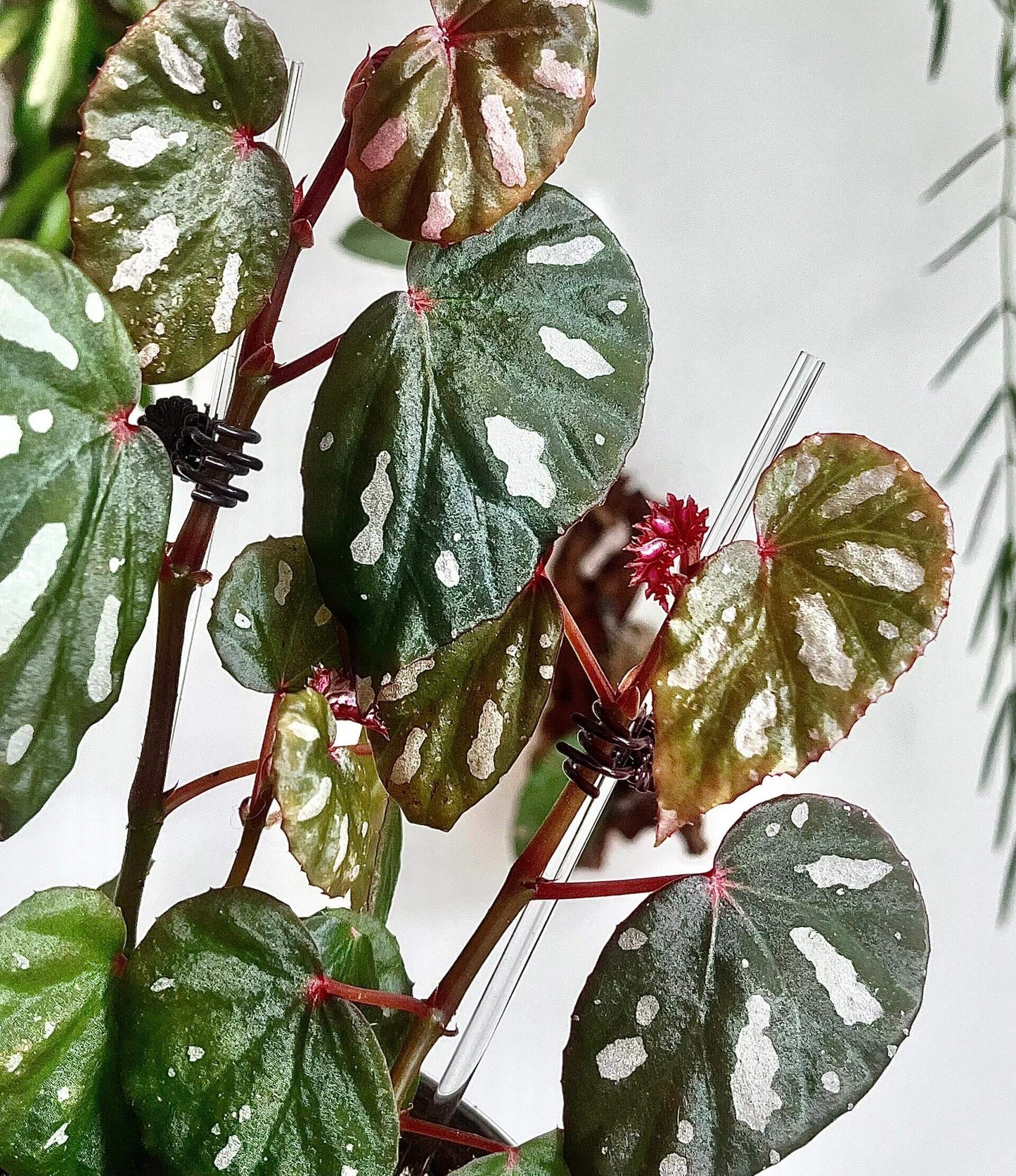 Begonia sp. Lahad Datu is a captivating begonia species native to the Lahad Datu district in Sabah, Malaysia. Known for its beautiful, distinctive foliage, this begonia features deep green leaves with a touch of red in the center, highlighted by bold white spots and irregular patterns. The unique and vibrant foliage remains striking as the plant matures, making it a standout addition to any collection.