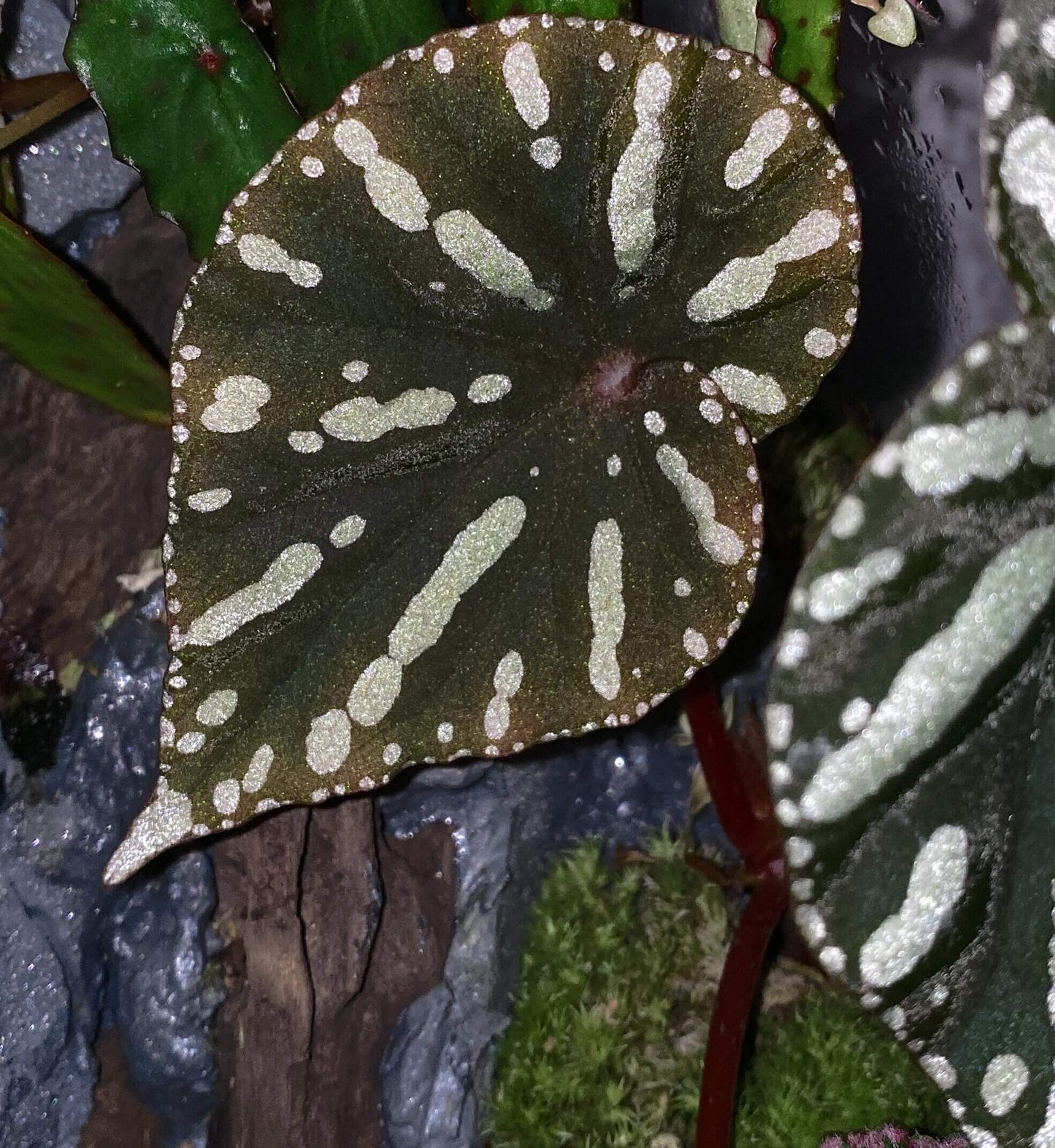 Begonia sp. Zebra is a captivating begonia species native to Vietnam, known for its visually striking foliage. The smooth, glossy leaves of Begonia sp. Zebra feature a beautiful mix of deep green and dark red tones, creating a rich and elegant color palette. The bright yellow-green spots on the leaves, combined with a ring of smaller yellow-green spots along the edges, create a stunning contrast that draws attention.