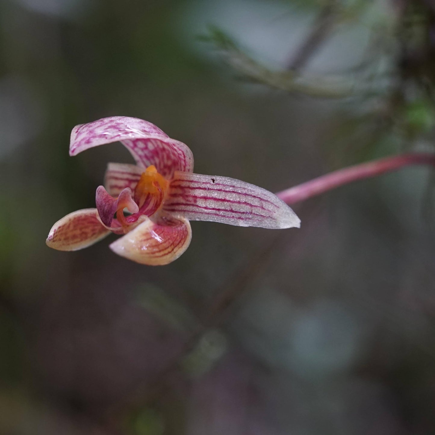 Bulbophyllum hyalosemoides is a rare and visually striking orchid species native to Borneo and Sulawesi, Indonesia. First described in 2011 by J.J. Vermeulen and P. O’Byrne, it belongs to the Bulbophyllum genus, subgenus Sestochilos, and section Hyalosema.