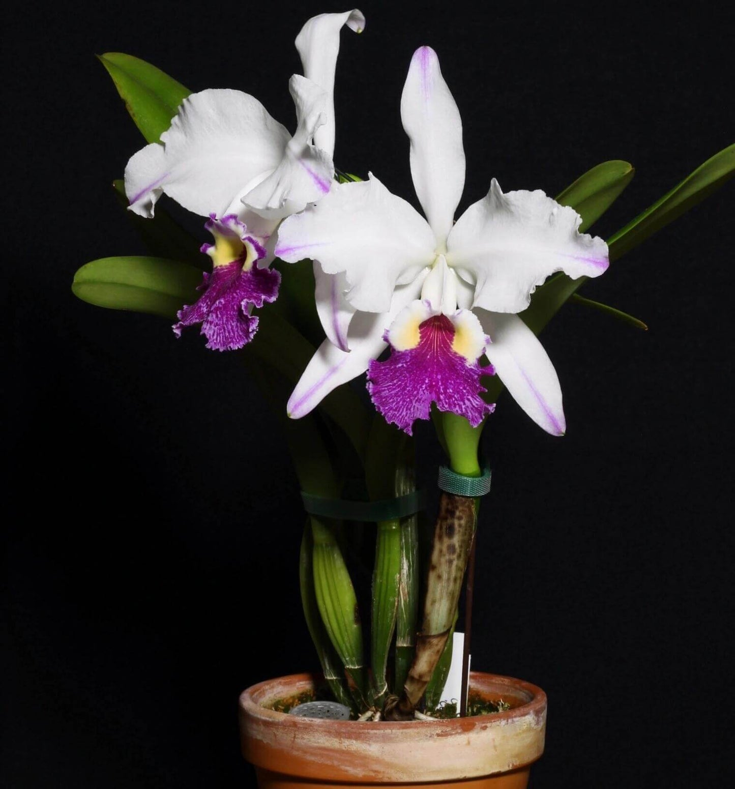 Cattleya lueddemanniana semi-alba 'Cerro Verde' is one of the most celebrated and recognizable clones of this Venezuelan species, admired for its dramatic contrast and outstanding floral quality. The large, intensely fragrant flowers feature pristine white sepals and petals accented by delicate lavender-purple flares toward the petal tips, while the broad, ruffled lip displays rich violet to purple tones surrounding a brilliant golden-yellow throat.