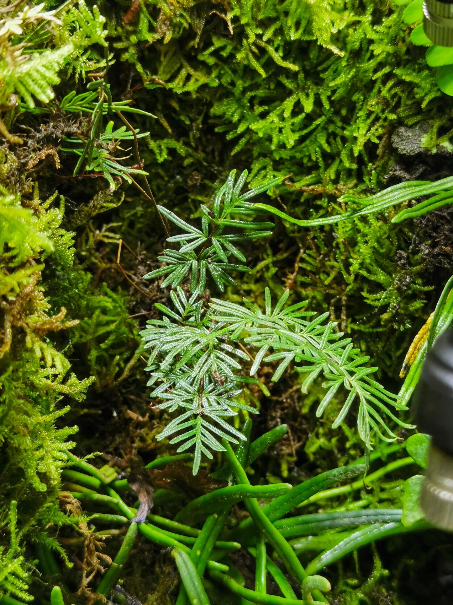 Cheilanthes smithii is a lithophytic fern native to tropical and subtropical regions of Asia, including southern China, northern Vietnam, and parts of India. Known for its remarkable drought tolerance, this fern thrives in dry, rocky environments. However, it also adapts well to high humidity, making it suitable for rainforests or terrariums.
