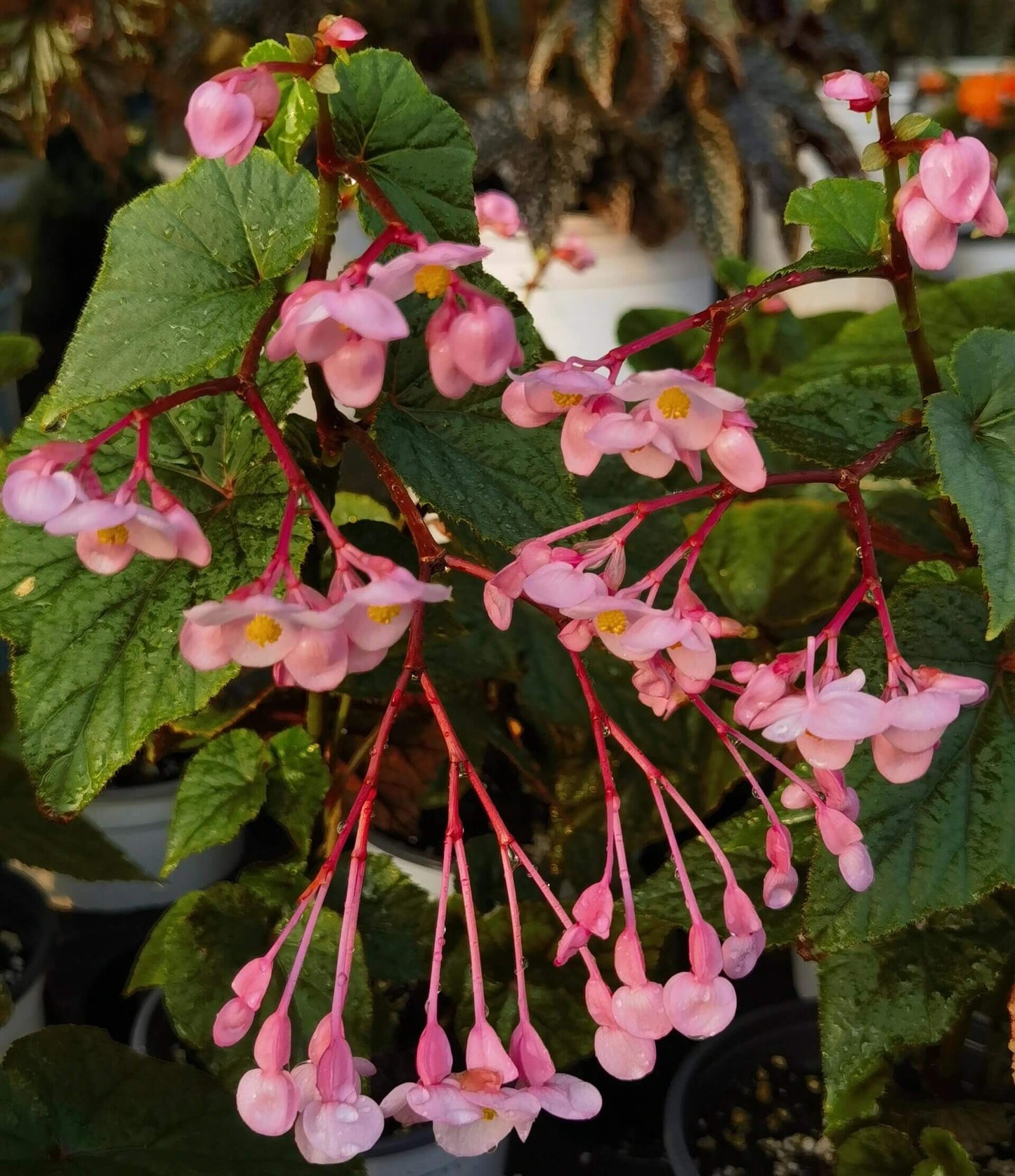 Begonia grandis subsp. sinensis is a hardy perennial herb native to China, known for its stunning foliage and beautiful flowers. It thrives in shady, humid environments, making it an ideal choice for gardens and indoor spaces. This variety is commonly found in the wild, growing in forests, valleys, and rocky areas at altitudes ranging from 300m to 2900m.