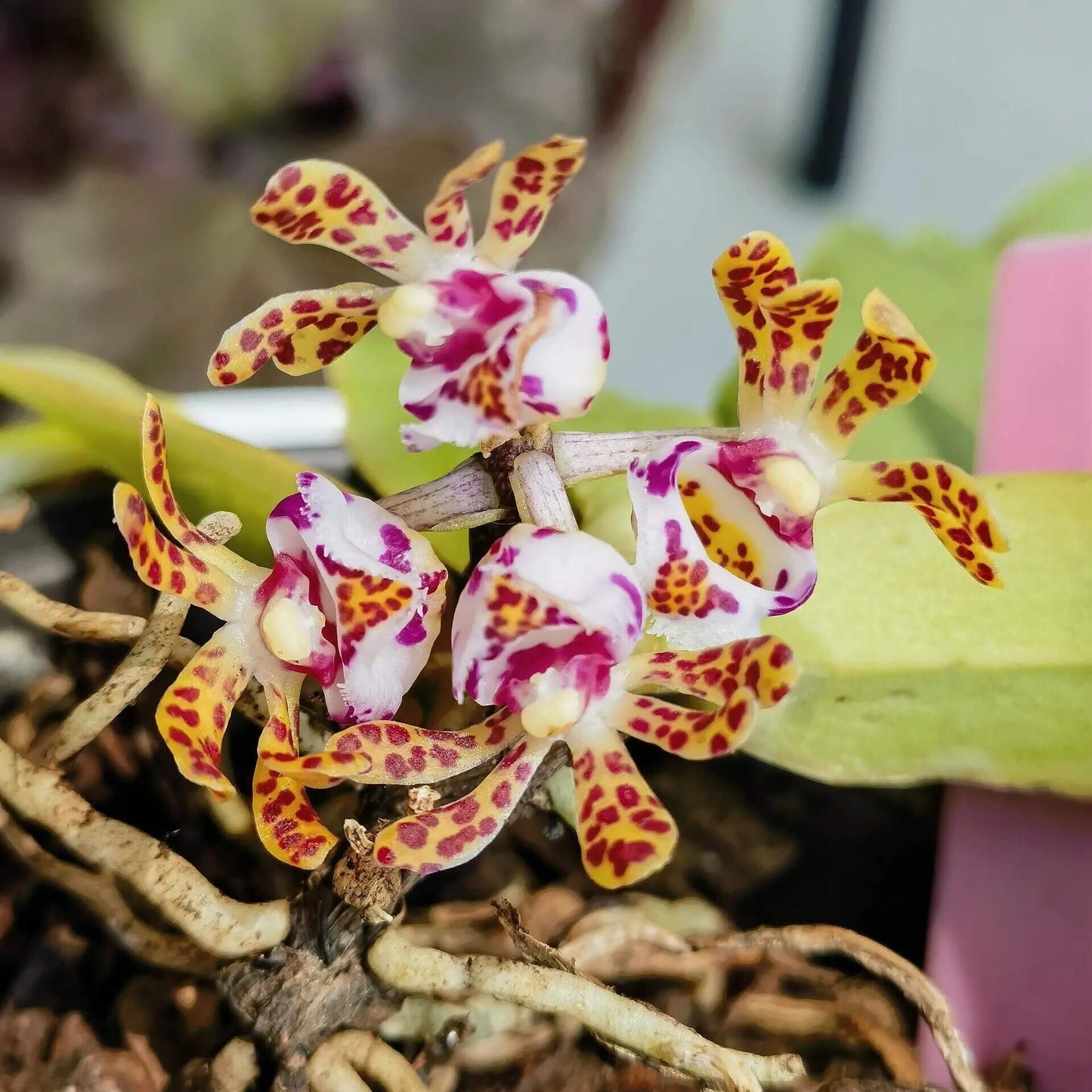 Gastrochilus calceolaris is a medium-sized epiphytic orchid species. It features a very short stem carrying distichous leaves (arranged in two vertical rows), with blades that are falcate (sickle-shaped) to narrowly oblong and having an apex that is unequally 2-lobed.The flowers are somewhat translucent cream or pale, marked with dark brown or purple-brown spots; the lip (labellum) often has a white epichile and a yellow hypochile with colored markings.