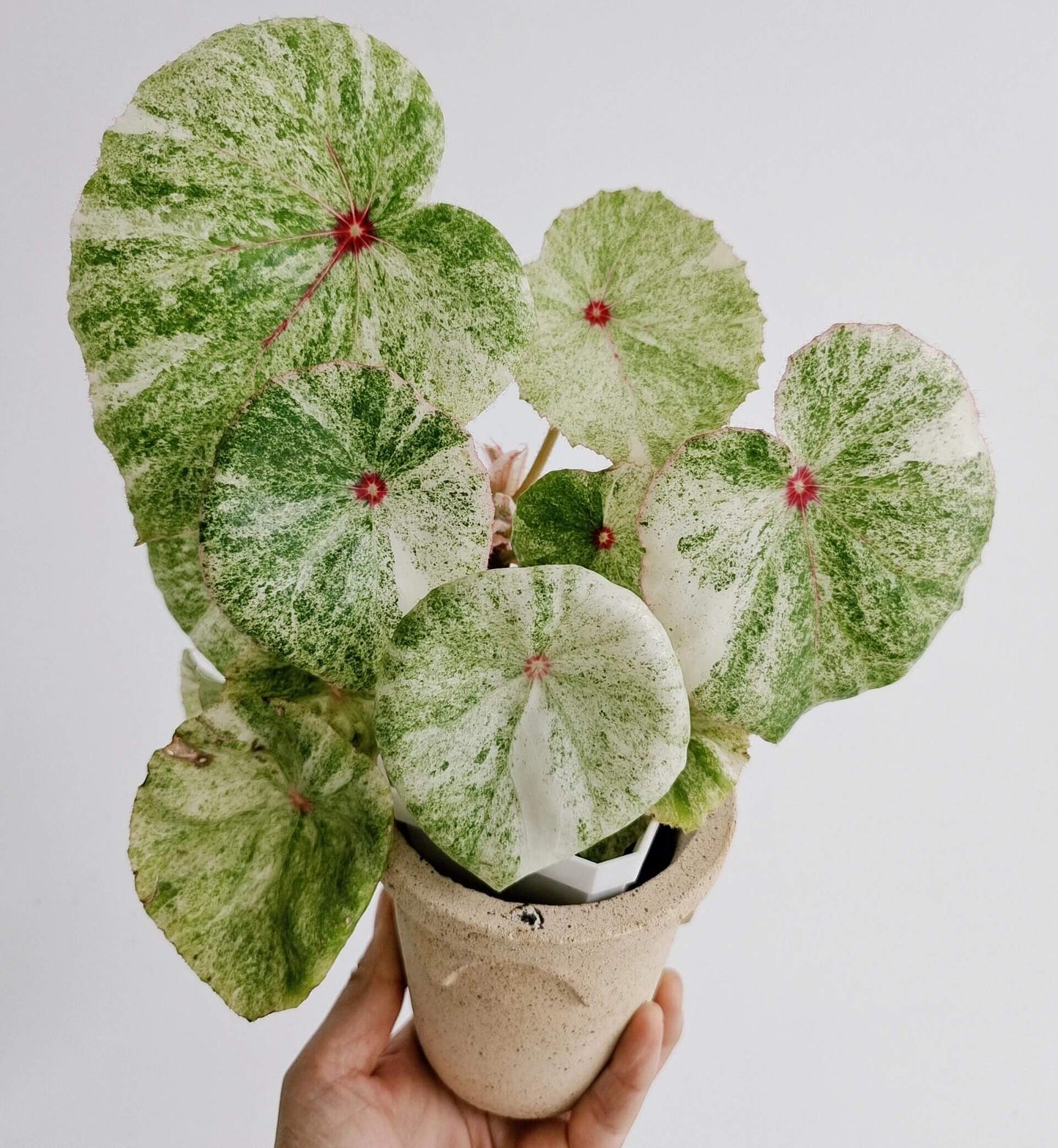This highly decorative Begonia is known for its unique and stunning foliage. Its heart-shaped leaves feature a beautiful pattern of white to cream-colored variegation with vibrant red spots in the center, making it a striking addition to any collection.