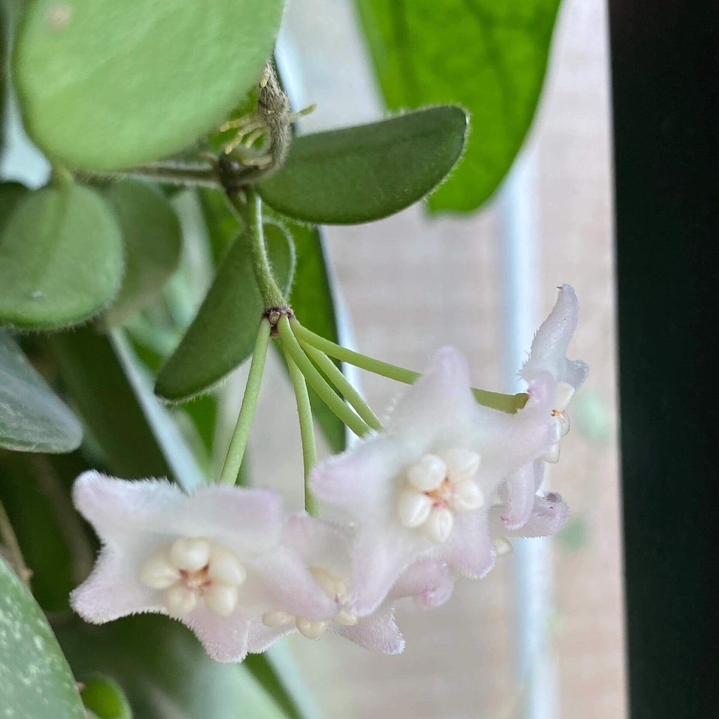 Hoya spectatissima is a lithophytic climber that naturally grows on rocks, particularly in limestone karst habitats. First described in 2023, its name means “most spectacular,” referring to its highly attractive flowers. The plant features small succulent leaves measuring about 2–4.5 cm in length and produces rounded clusters of pale pink star-shaped flowers with ivory-white centers, giving it a delicate and ornamental appearance.