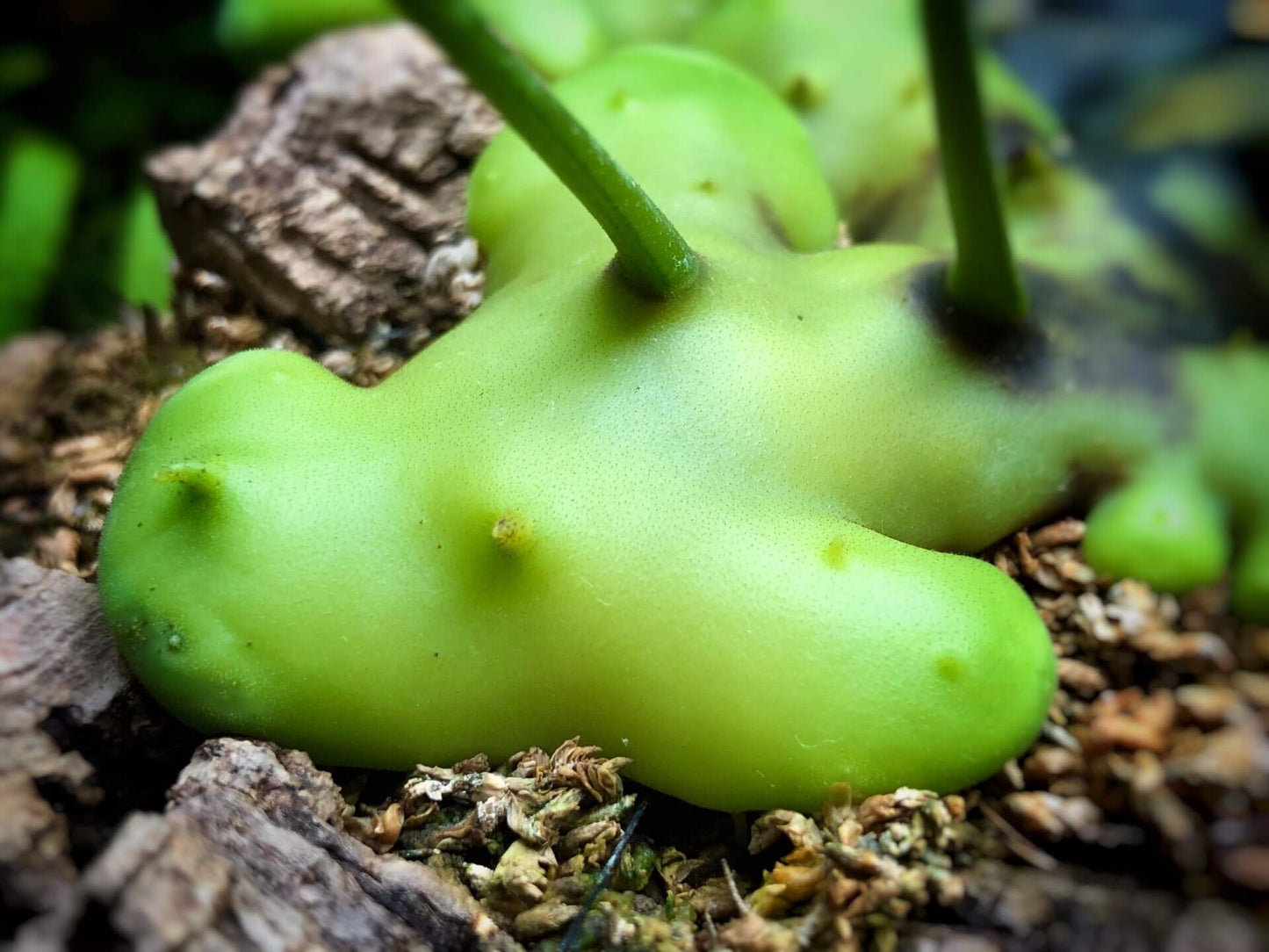 Lecanopteris celebica is an epiphytic ant fern native to Sulawesi (formerly Celebes), Indonesia, thriving as a canopy-dweller attached to tree trunks or branches. It features hollow, thickened rhizomes that develop internal cavities as they mature—creating natural shelters for ants.