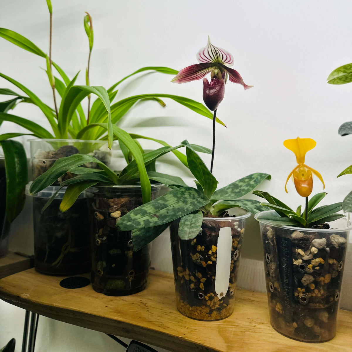 Paphiopedilum purpuratum (Lindl.) Stein is a small, cool-growing Paphiopedilum native to southern China and northern Vietnam, including Hong Kong. It grows mainly on mossy rocks, stony ground and humus-rich forest floors, often in shaded locations near streams. It is especially attractive for its mottled green foliage and strongly contrasting purple-red flowers.