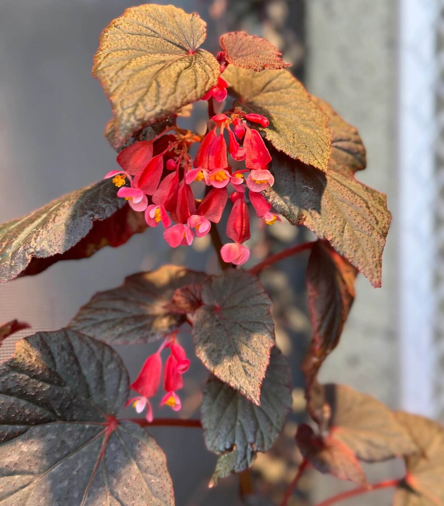 Begonia 'Baby Grand' is a compact, cane-type begonia cultivar known for its striking foliage and vibrant blooms. It features glossy, nearly black leaves that are cupped and solid-colored, providing a dramatic backdrop to its dark pink flowers. This cultivar is a smaller-growing shrub, making it suitable for indoor environments where space is limited.