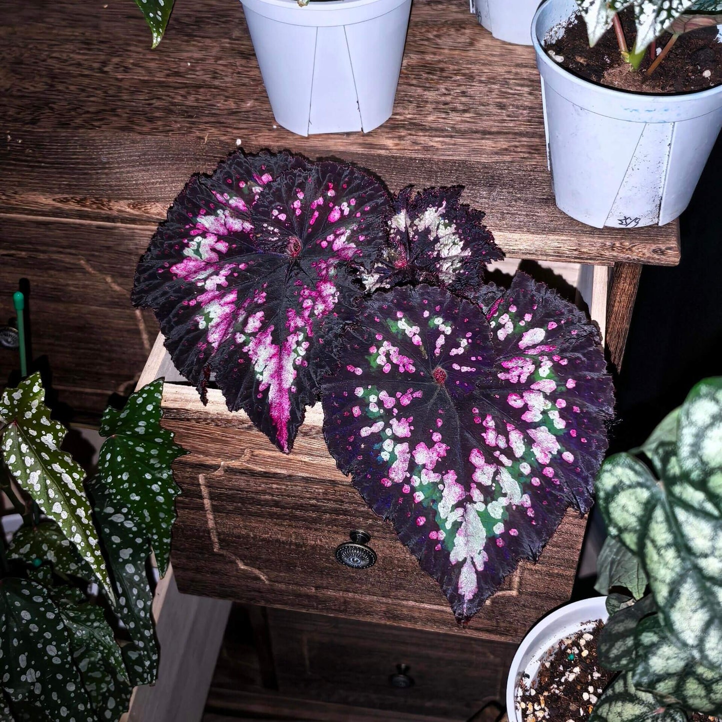 Begonia ‘Tornado’ is a striking variety of Rex Begonia celebrated for its dramatic foliage. Its large, heart-shaped leaves are a deep, velvety black, creating a bold backdrop for scattered pink and white speckles and blotches. These contrasting patterns give the plant a vivid, painterly appearance. At the center, a graceful spiral unfurls—like a gentle whirlwind—perfectly befitting its evocative name, “Tornado.”