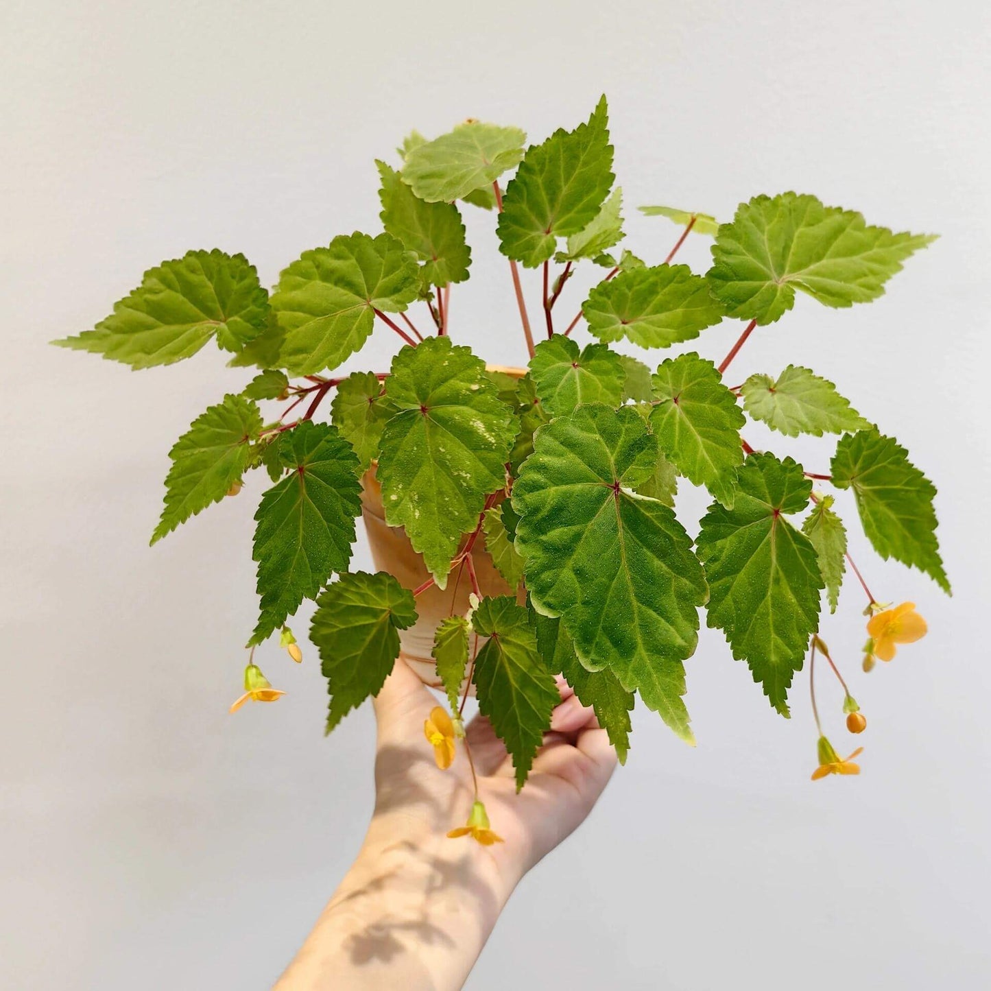Begonia sutherlandii 'Papaya' is a tuberous perennial that produces clusters of soft orange flowers from midsummer to the first frosts. The plant typically grows to a height of 30 cm (12 inches) and has a trailing habit, making it ideal for hanging baskets or containers. The foliage is green with slight red tinges, adding to the plant's ornamental appeal. It is possibly hardy in drained soil with a good mulch, making it suitable for outdoor cultivation in milder climates.