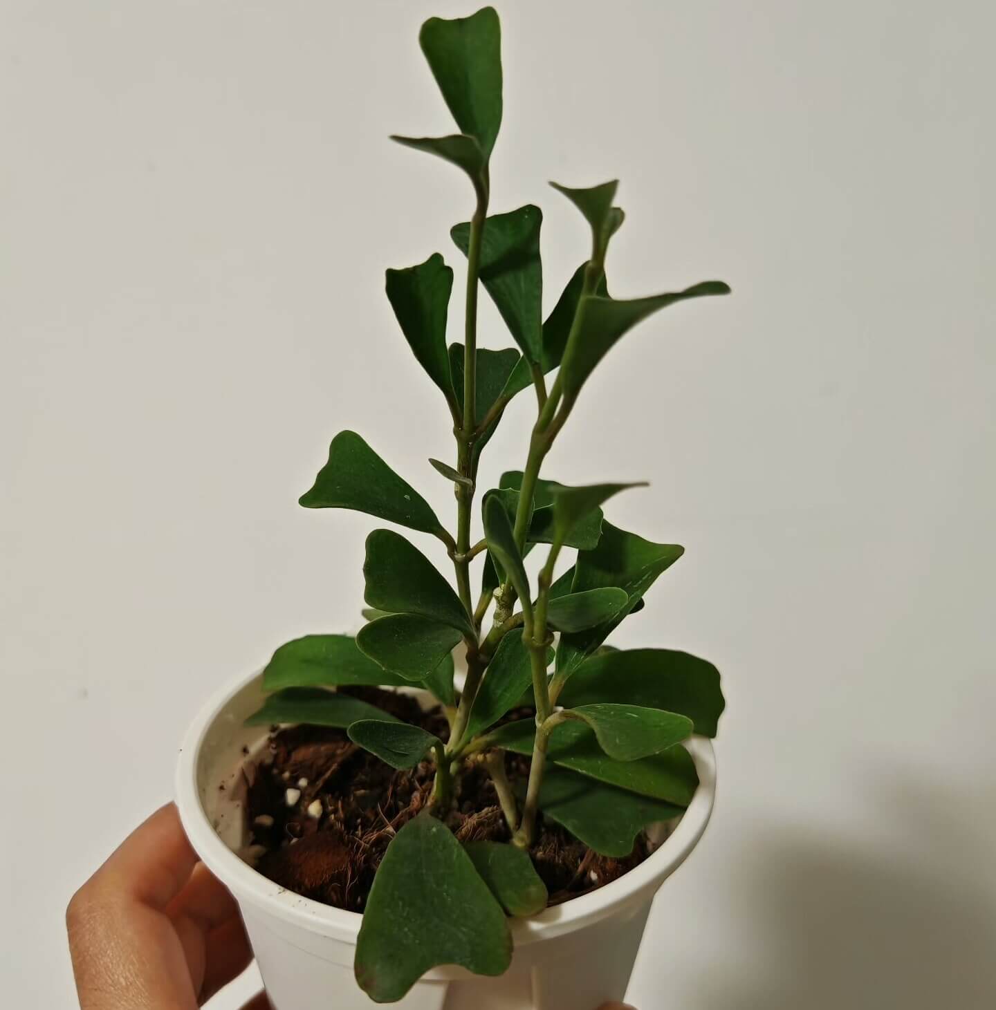Hoya manipurensis is native to the montane forests of South and Southeast Asia, occurring in Eastern Nepal, southwestern Yunnan in China, Myanmar, and Thailand, where it typically grows as an epiphyte in humid evergreen forest habitats.