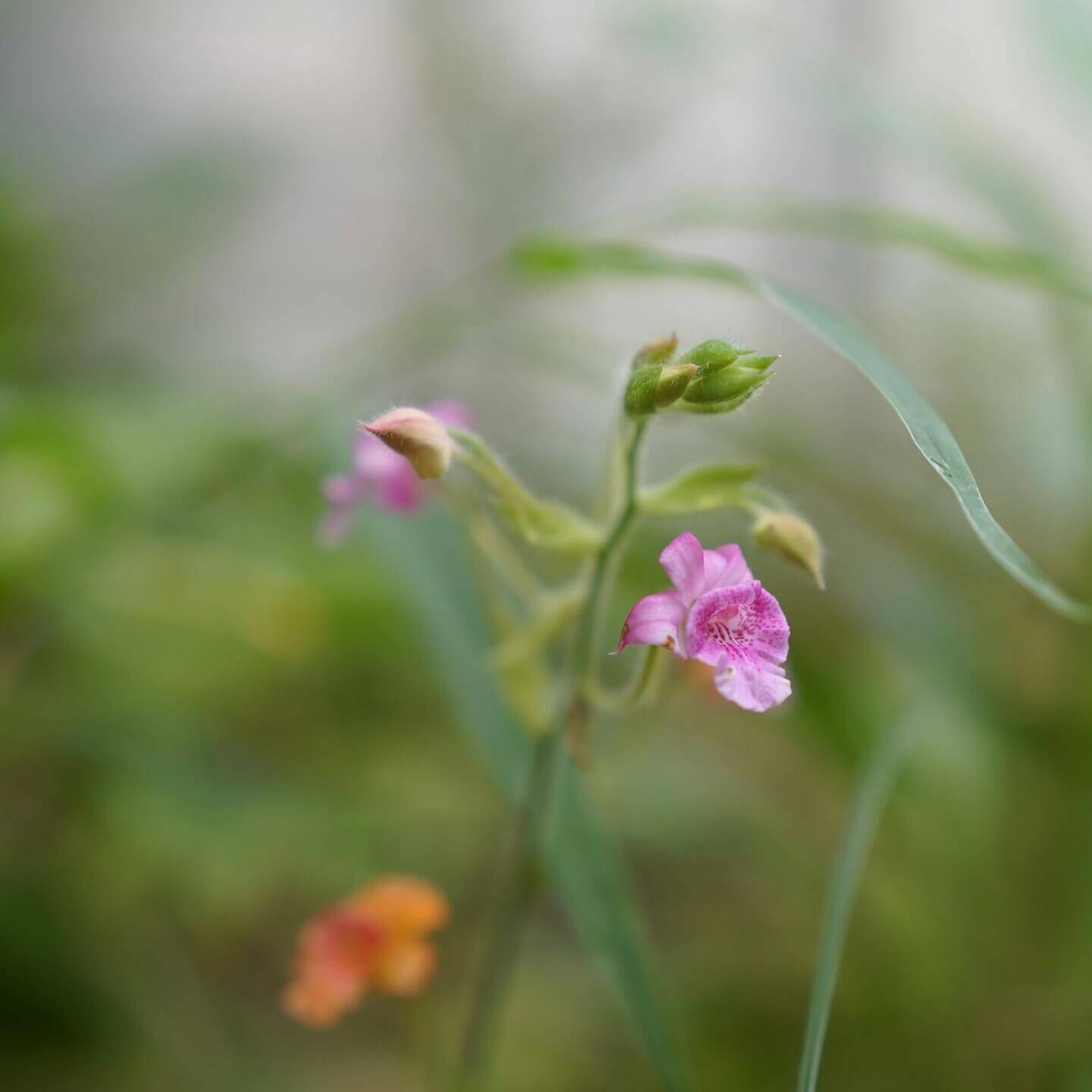 Calanthe labrosa is a rare deciduous terrestrial orchid native to southern China, Myanmar, and Thailand.
