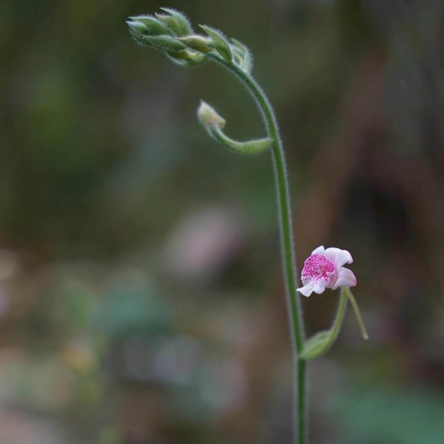 Calanthe labrosa is a rare deciduous terrestrial orchid native to southern China, Myanmar, and Thailand.