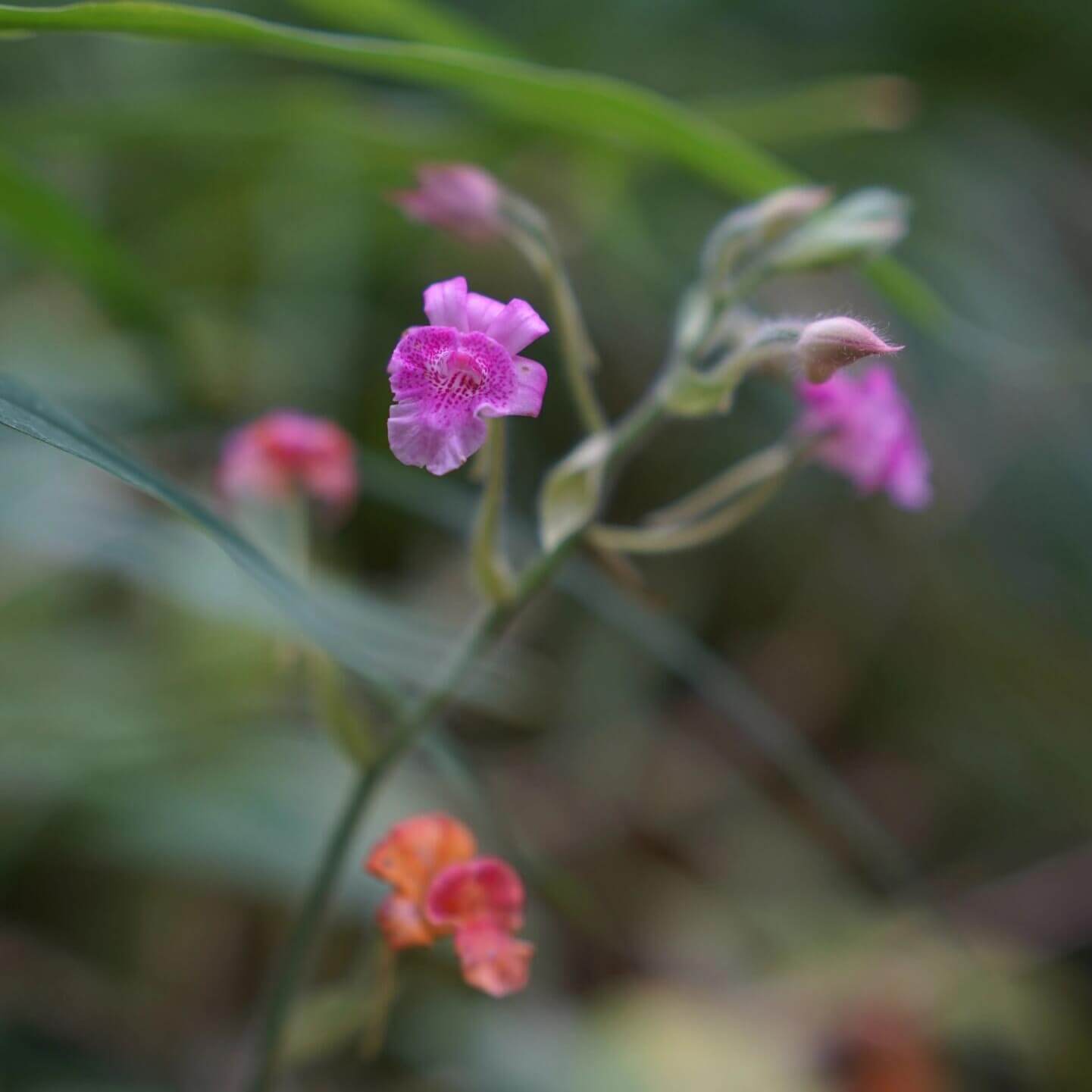 Calanthe labrosa is a rare deciduous terrestrial orchid native to southern China, Myanmar, and Thailand.