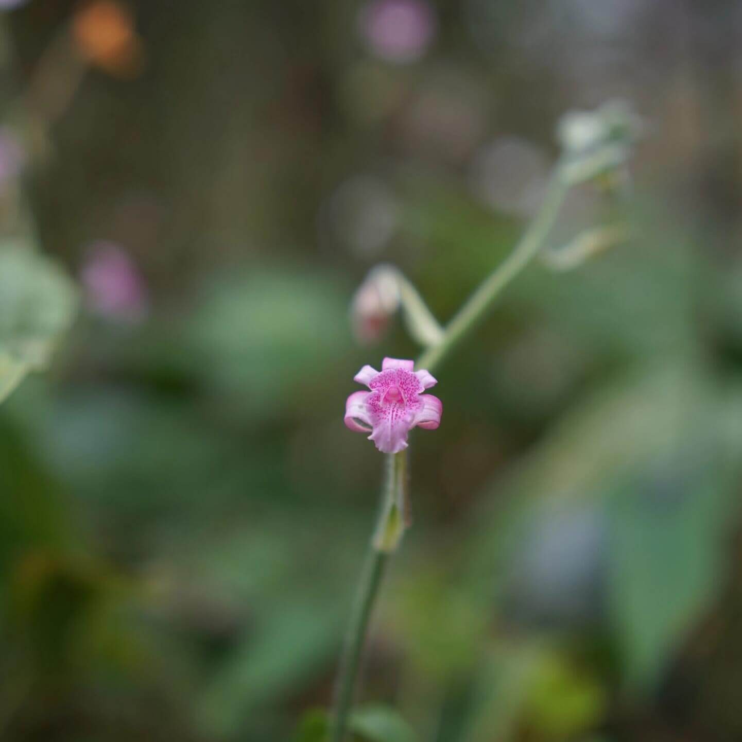 Calanthe labrosa is a rare deciduous terrestrial orchid native to southern China, Myanmar, and Thailand.
