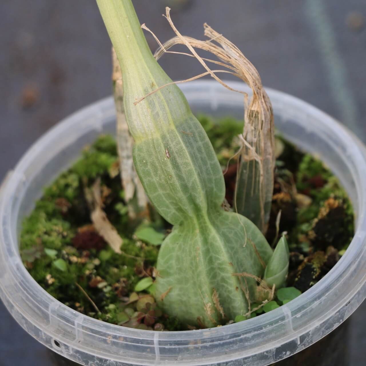 Calanthe labrosa is a rare deciduous terrestrial orchid native to southern China, Myanmar, and Thailand.