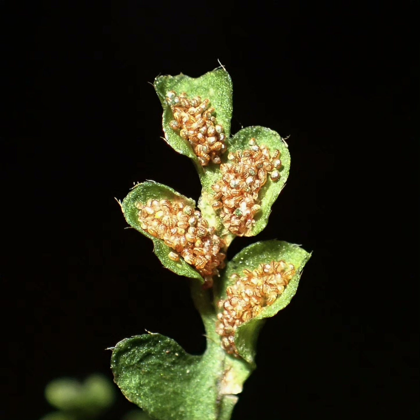 Calymmodon asiaticus, native to Asia, is a rare and small epiphytic fern from the Polypodiaceae family and Calymmodon genus. The fern's leaves are pinnately divided, and the upper leaves bear spores, which are enclosed within the leaf itself, creating a unique "pouch" structure for the spores. The leaves are exceptionally small, typically not exceeding 6 cm, making it ideal for rainforest terrariums and personal ornamental cultivation.
