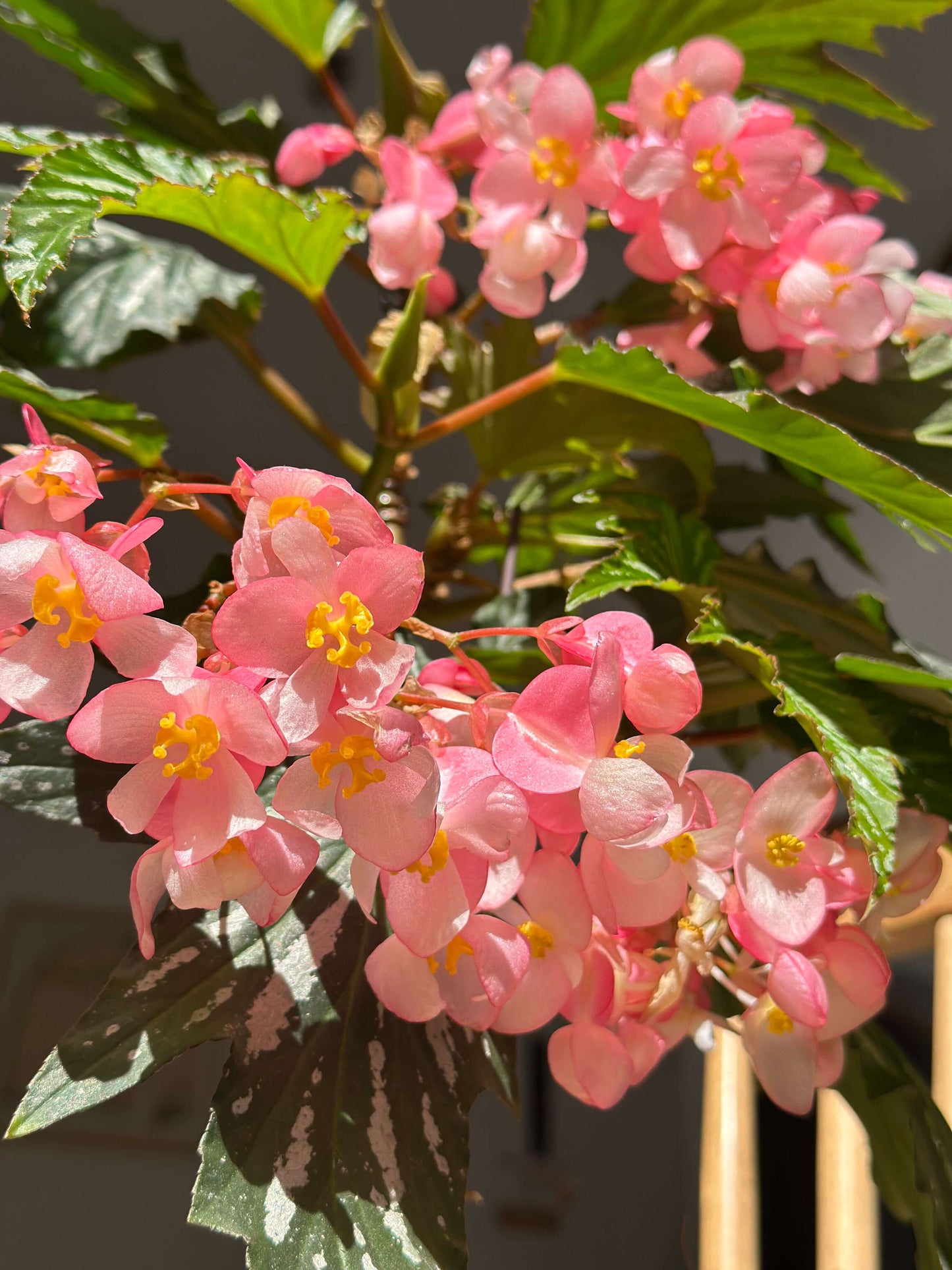 Begonia ‘Sophie Cecile’ (also known as ‘Sophia’ in some contexts) is a striking cane-stem or “angel wing” begonia cultivar first created by hybridizer Belva Nelson Kusler in 1961, via a cross between Begonia ‘Lenore Olivier’ and Begonia aconitifolia.