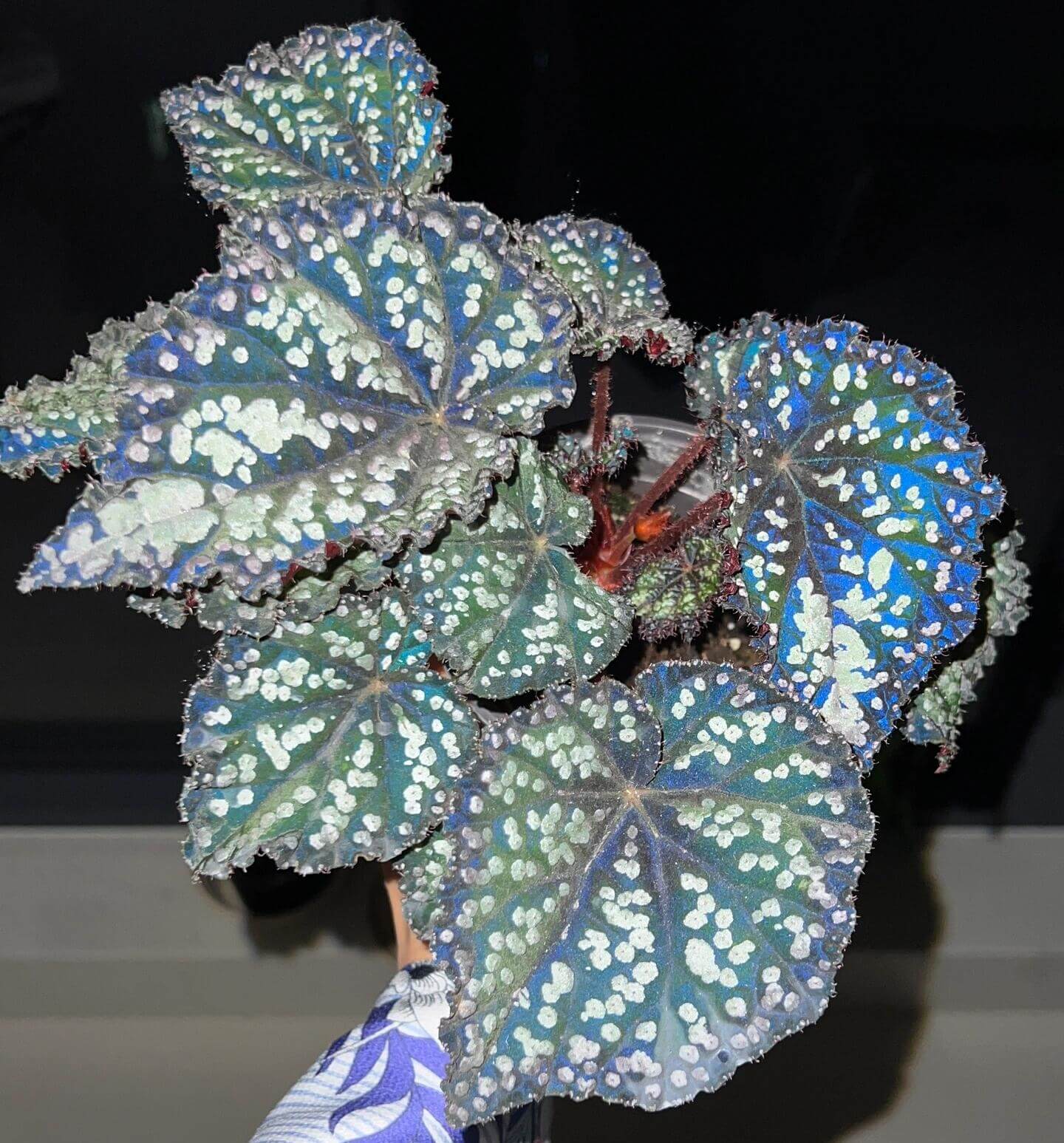 Begonia Fairytale is an exquisite ornamental begonia developed by the Dimetris breeding team. Known for its intricate leaf patterns and graceful appearance, this begonia adds a touch of enchantment to any indoor space. It’s the perfect choice for plant lovers looking to enhance their collection.