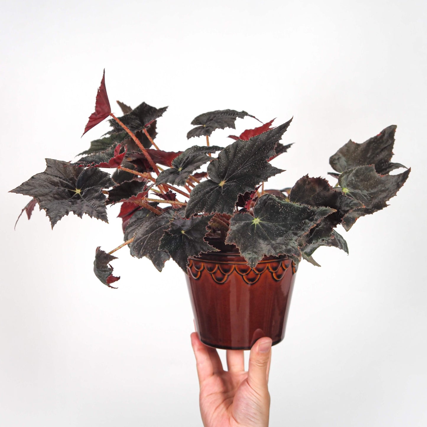 Begonia 'Black Velvet' is celebrated for its striking foliage, featuring dark, near-black leaves with a soft, velvety texture and subtle shimmer. The leaves are serrated and often develop a maple-like shape as they mature, adorned with fine, eyelash-like hairs, and can reflect a bluish hue under low light conditions.