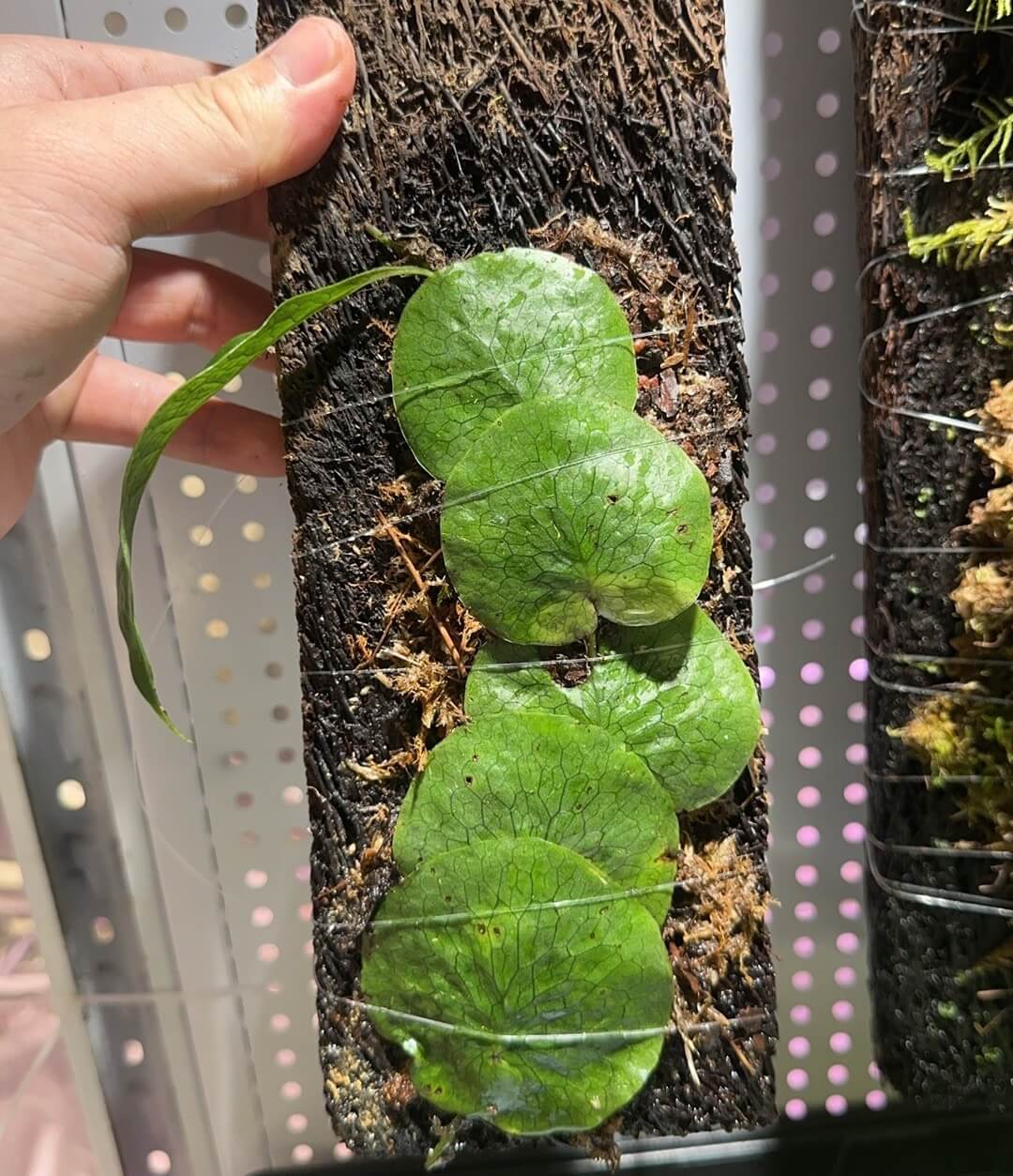 Dendroconche annabellae is a rare and striking fern native to the highland forests of Papua New Guinea. This species is known for its unique growth habit and is well-suited for cultivation in terrariums.