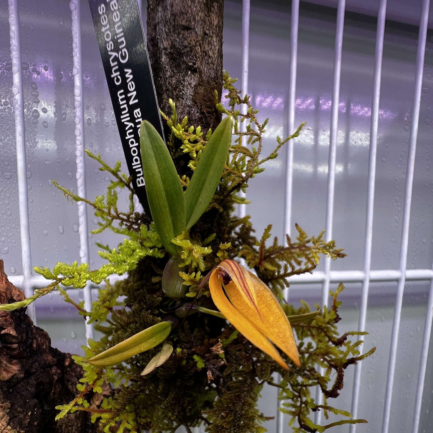 Bulbophyllum chrysotes is a rare and captivating miniature orchid species native to the lowland forests of Papua New Guinea. Endemic to elevations around 250 meters, it thrives in hot, humid conditions, making it a unique addition to specialized orchid collections.