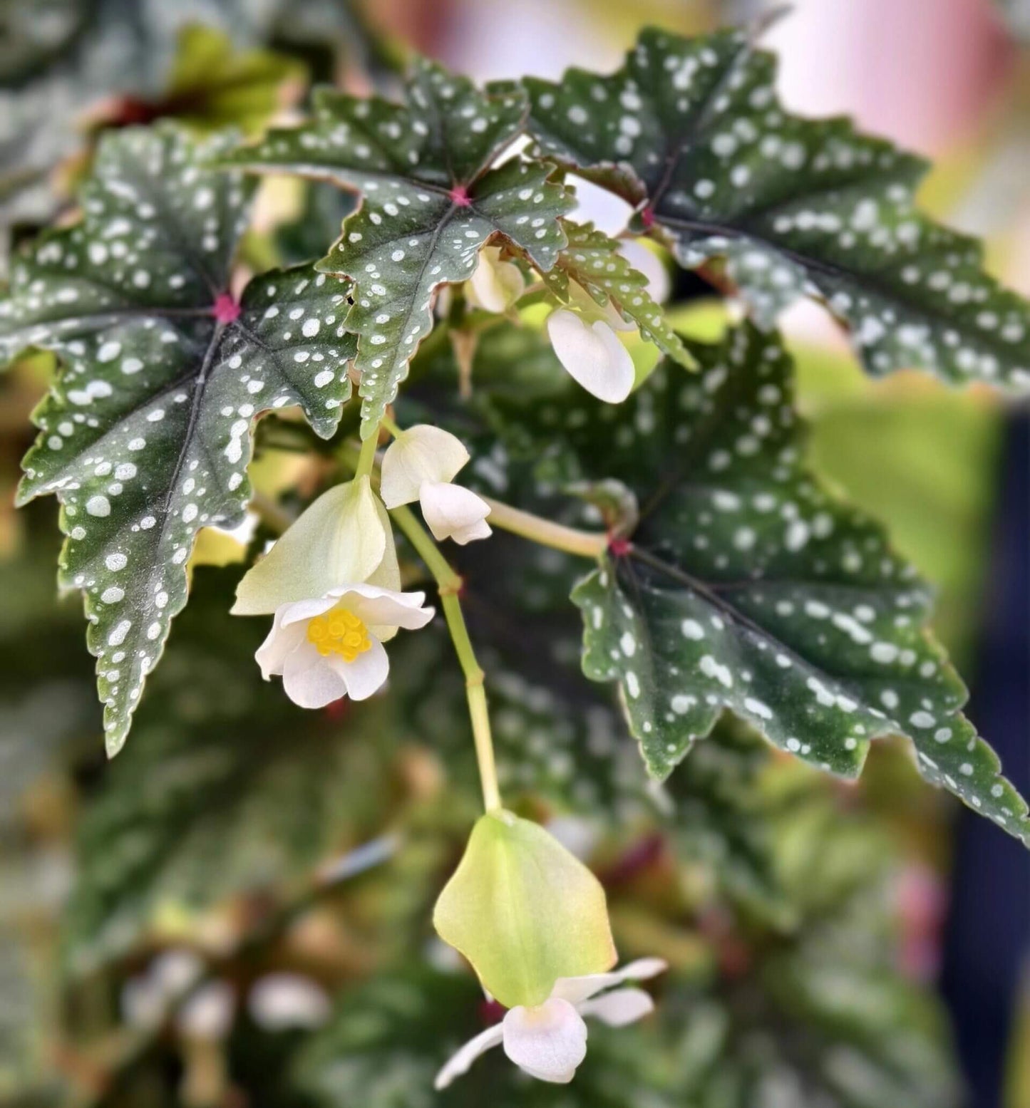Begonia 'Izumo no Kiraboshi' is a hybrid begonia cultivar from Japan, characterized by dark green leaves dotted with white spots. The leaves are small and pointed, with slightly serrated, cut-like edges, and their undersides show a vibrant purple-red hue.