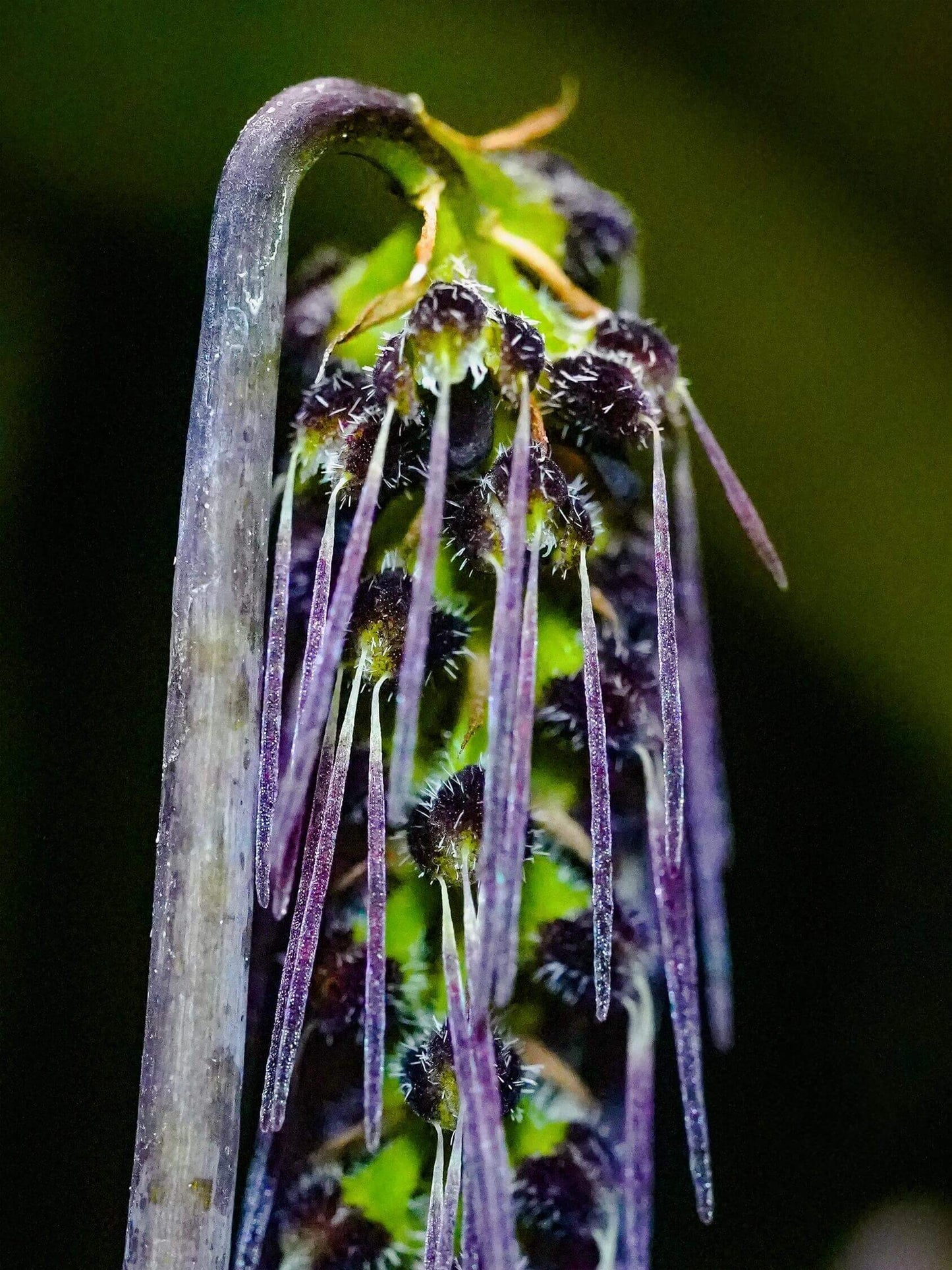 Bulbophyllum lemniscatoides is a captivating miniature orchid species native to Southeast Asia, including regions like Borneo, Java, Sumatra, Myanmar, Thailand, Vietnam, and Laos. It thrives in semi-deciduous and deciduous dry lowland forests and savanna-like woodlands, typically growing on tree trunks at elevations ranging from 300 to 1,670 meters (984 to 5,476 feet).