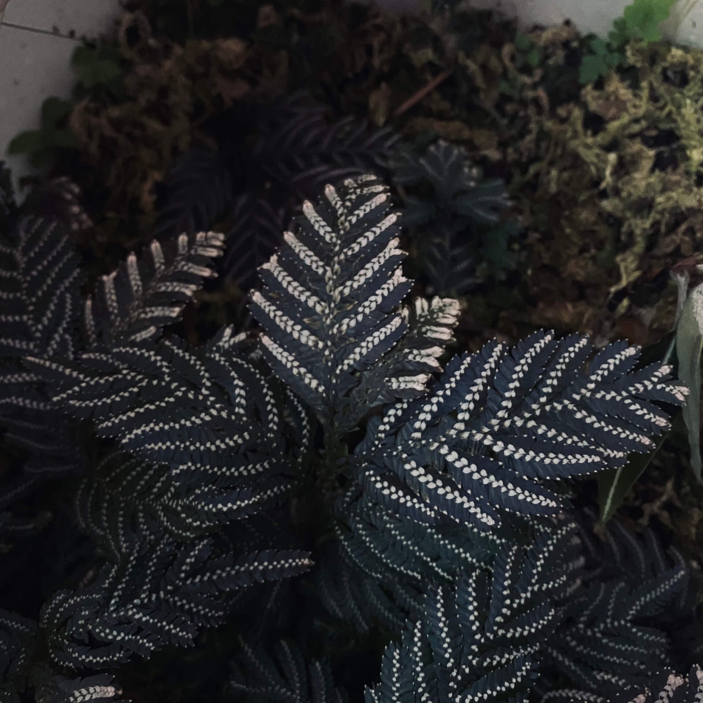 Selaginella picta, a species from the Selaginellaceae family, is native to Southeast Asia, including regions like Vietnam, Laos, and parts of China. It thrives in shaded, humid environments and is well-suited for terrariums or humid indoor settings.