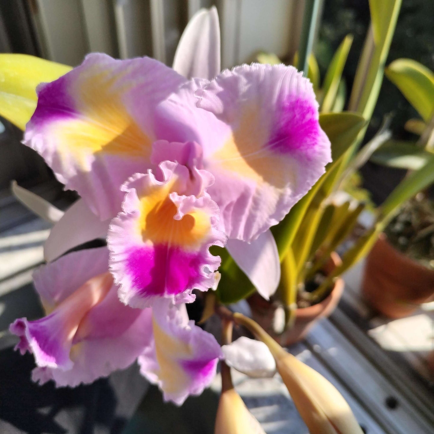 Cattleya trianae fma. trilabelo 'Lia' is one of the most extraordinary and sought-after peloric forms of Colombia's national orchid, celebrated for its remarkable floral mutation and extreme rarity. Instead of the typical flower structure, the petals are partially transformed into additional lip-like segments, creating the distinctive trilabellate appearance with three richly colored lip-like structures.